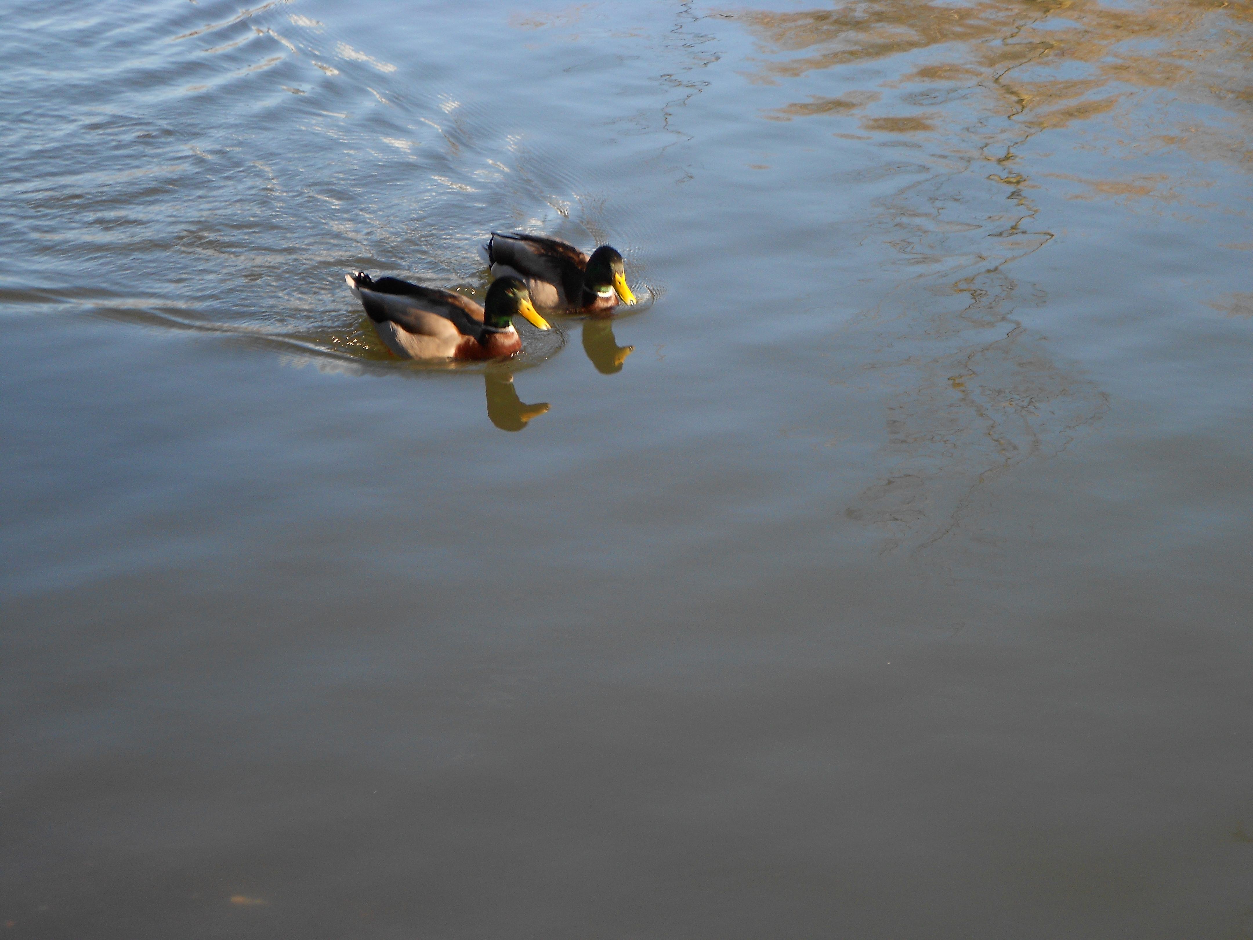 Nikon COOLPIX S2600 review sample image gallery