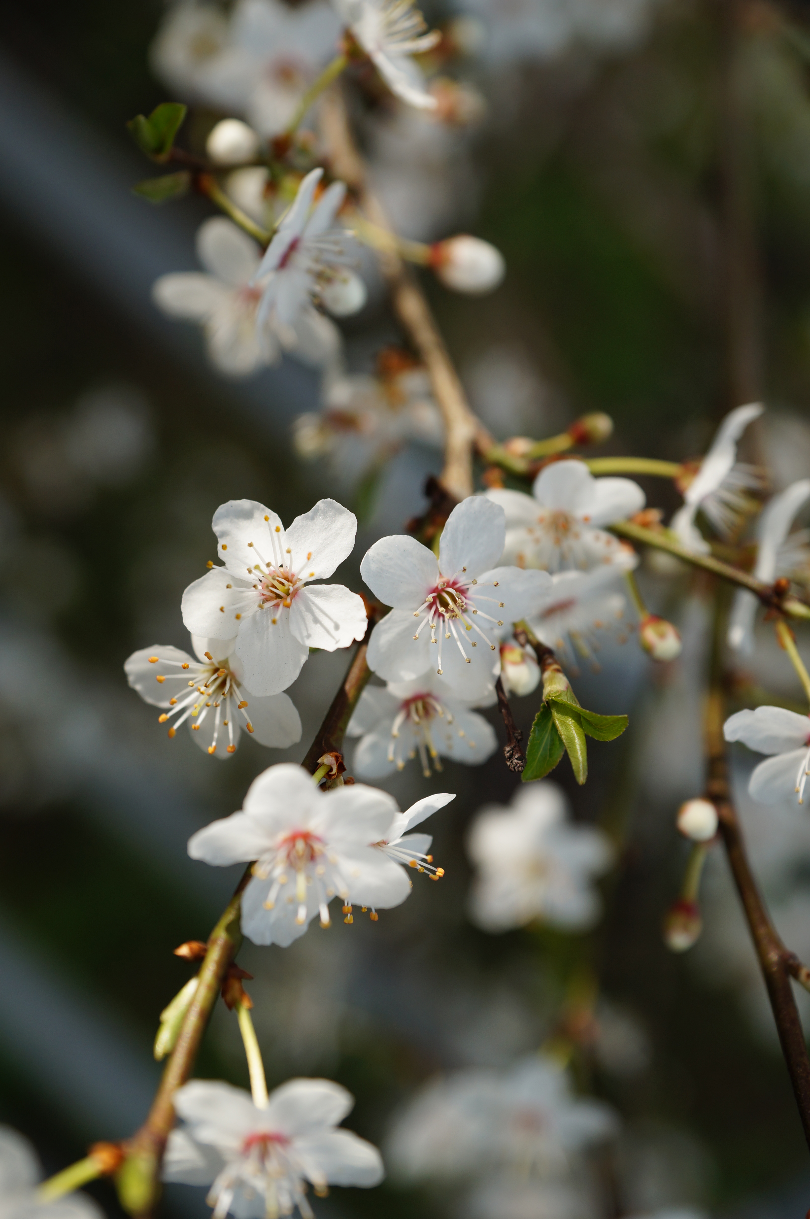 Sony Alpha A57 Sample Image