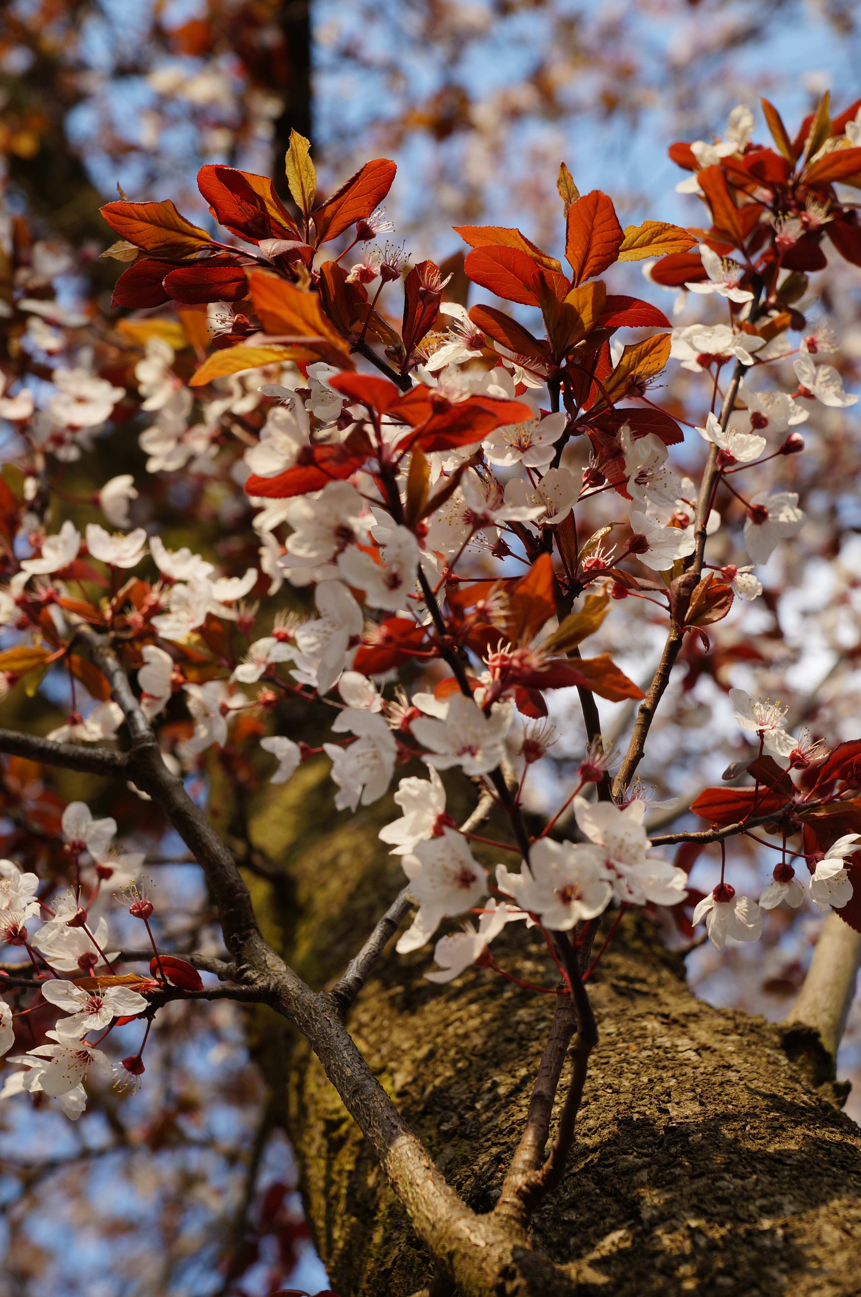 Sony Alpha A57 Sample Image