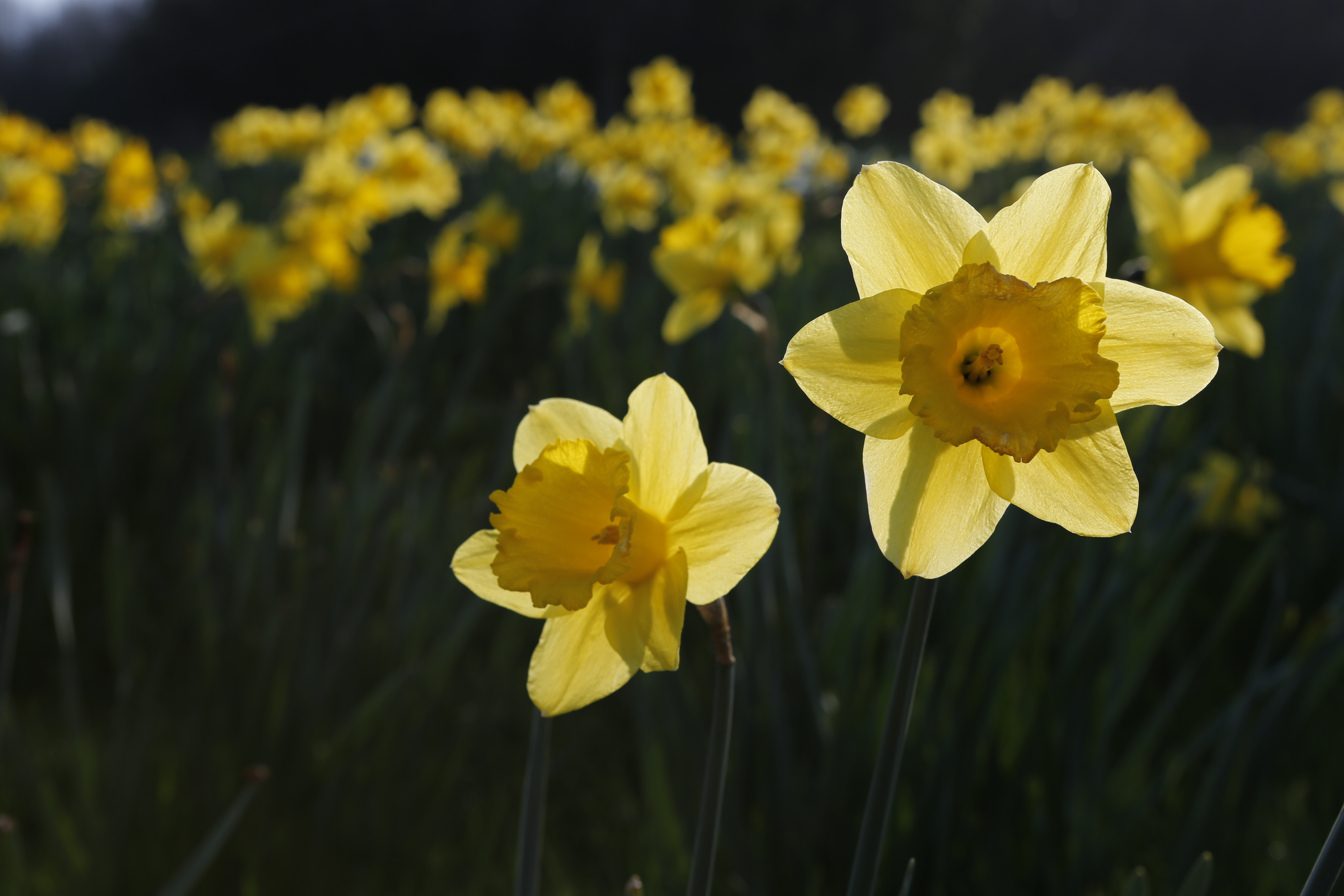 Canon EOs 5D Mk3 sample image