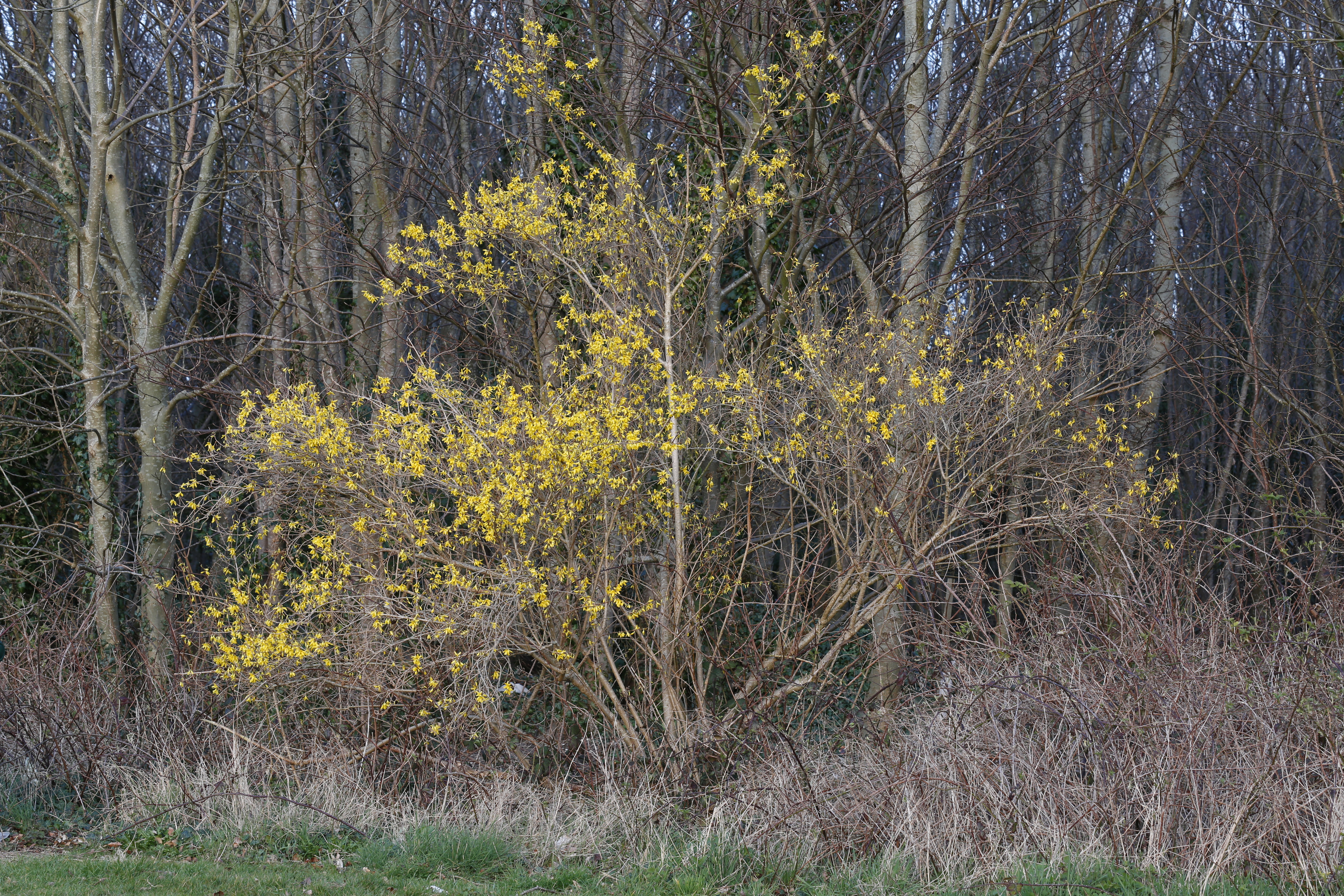 Canon EOS 5D Mk.III sample image