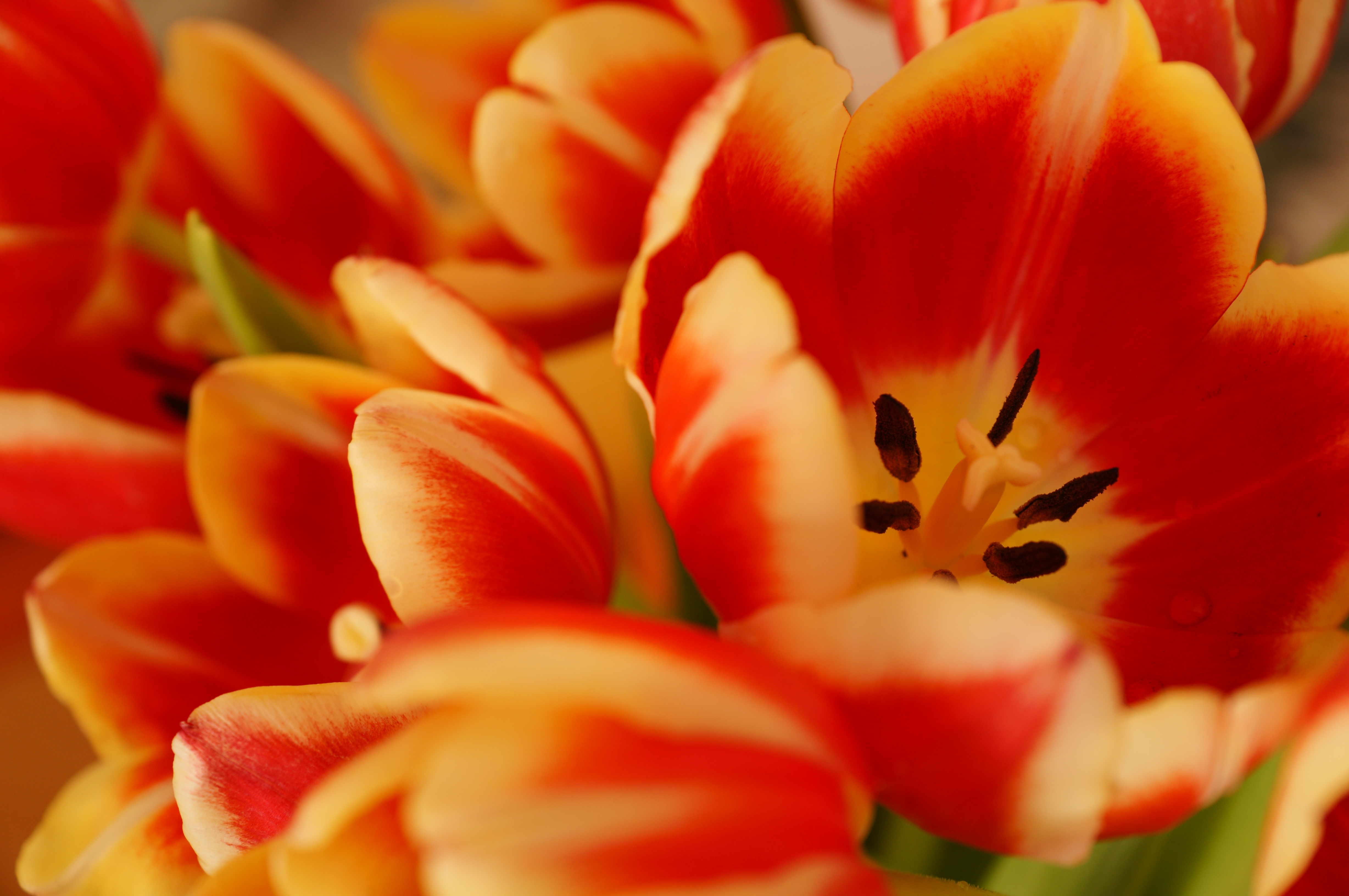 Sony Alpha A57 Sample Image