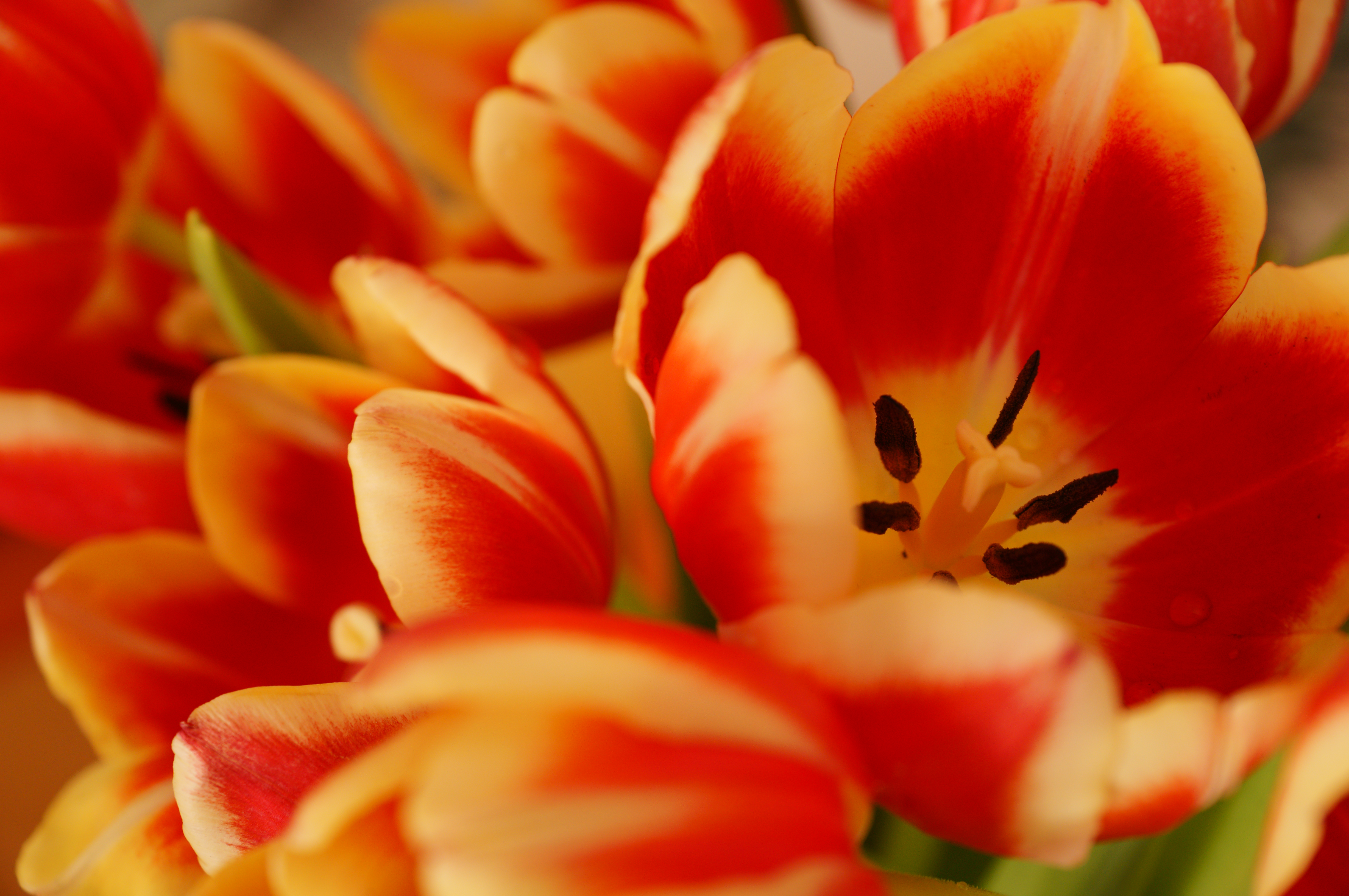 Sony Alpha A57 Sample Image