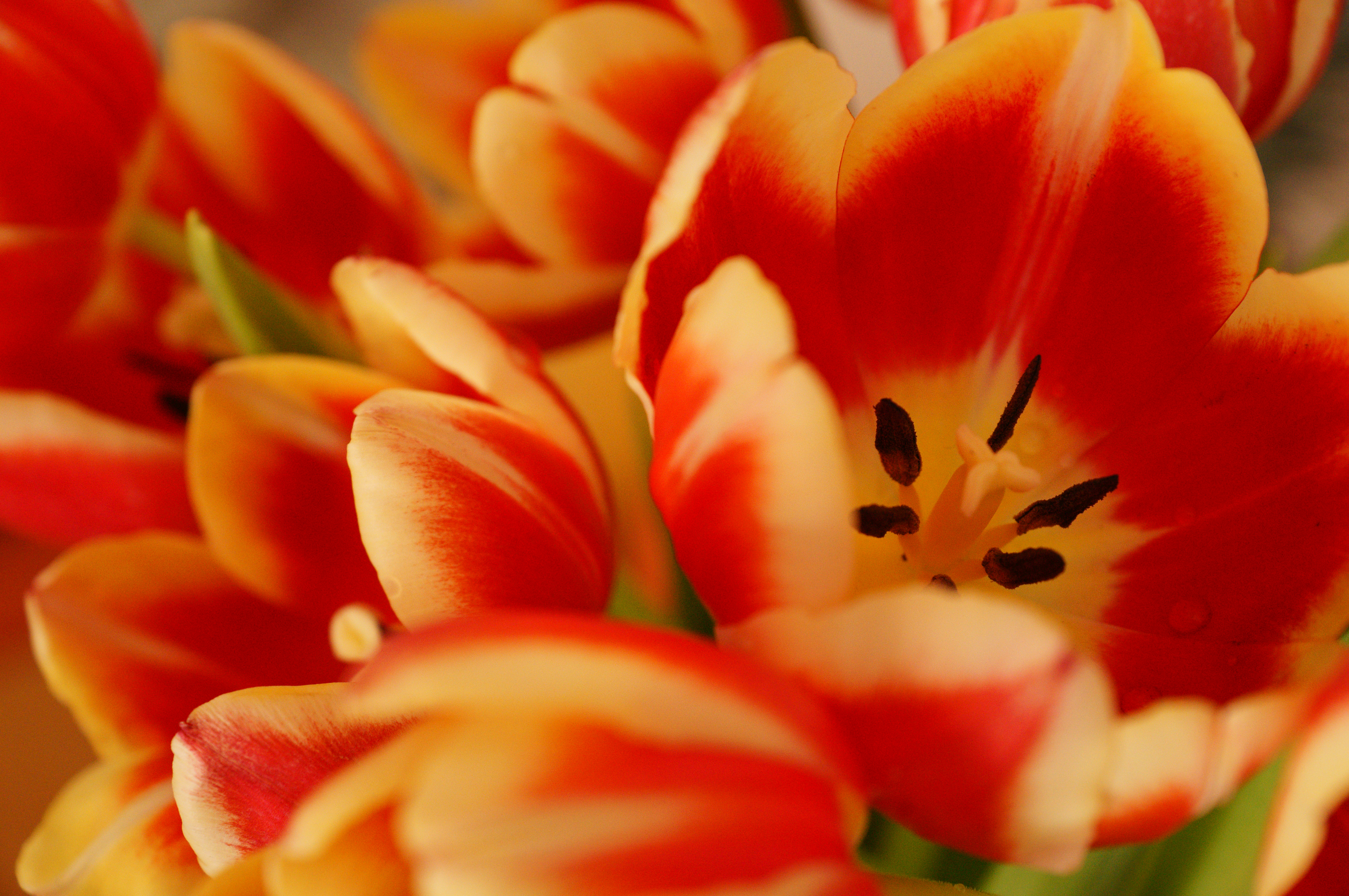 Sony Alpha A57 Sample Image