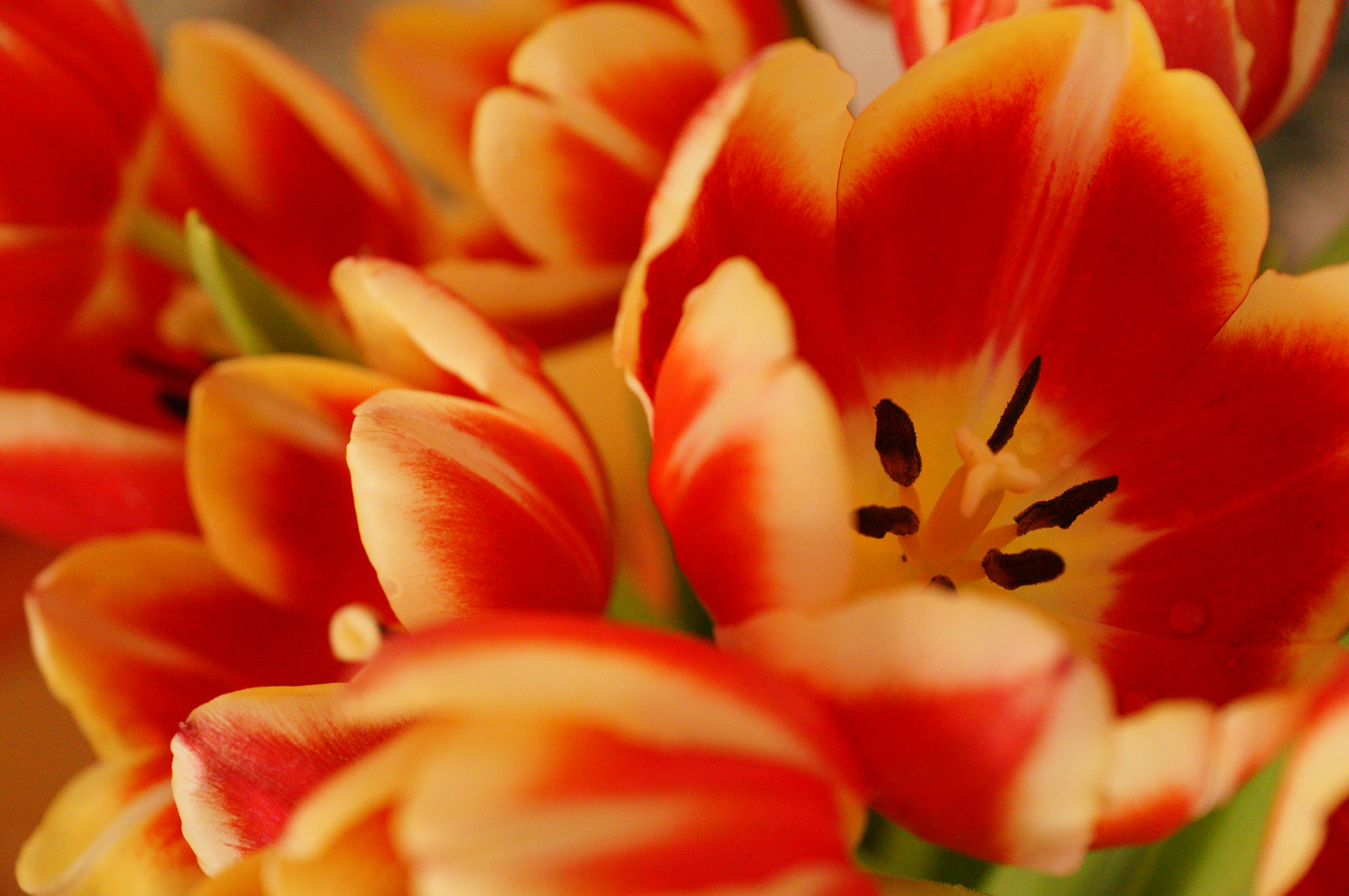 Sony Alpha A57 Sample Image