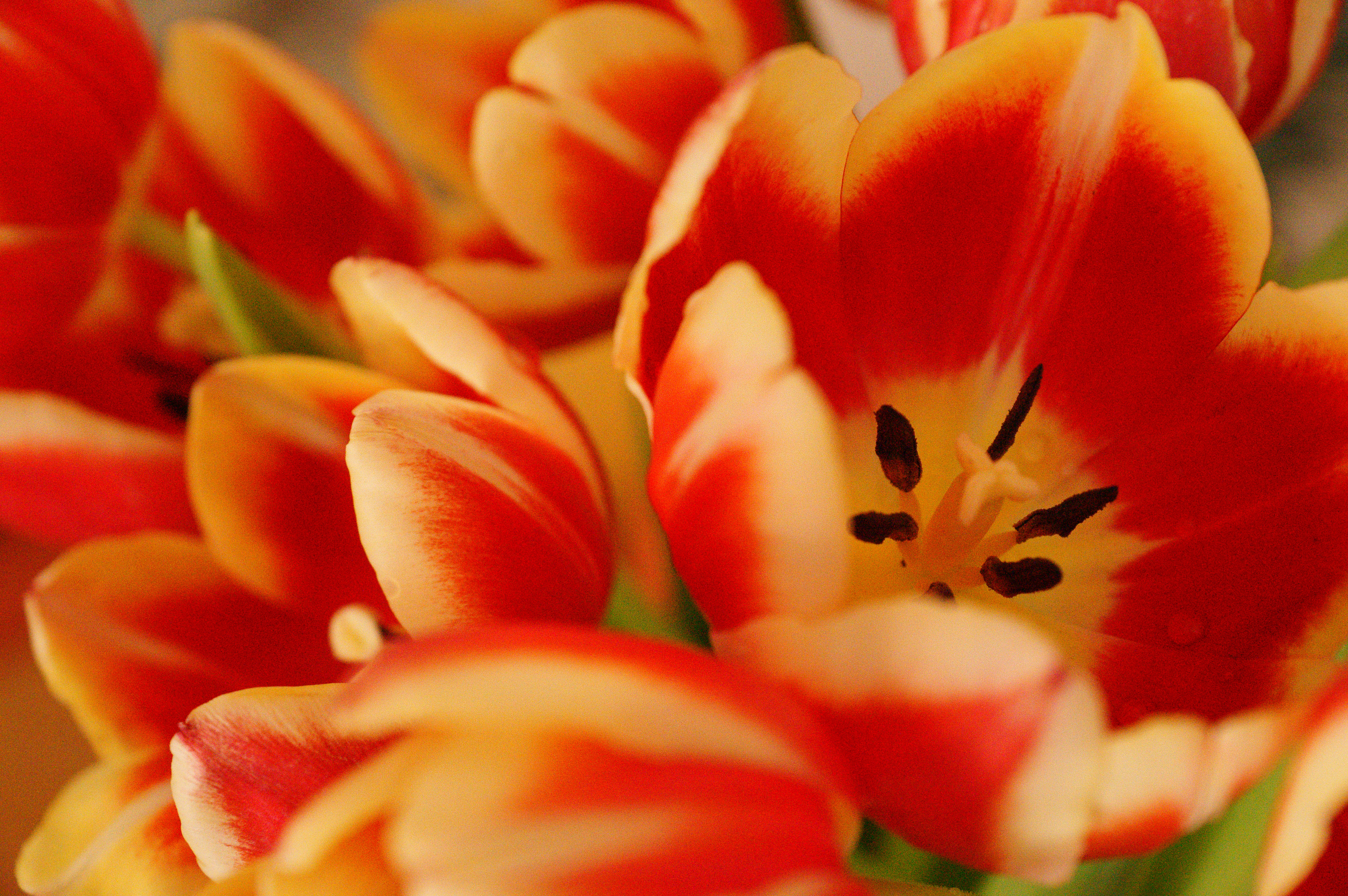 Sony Alpha A57 Sample Image