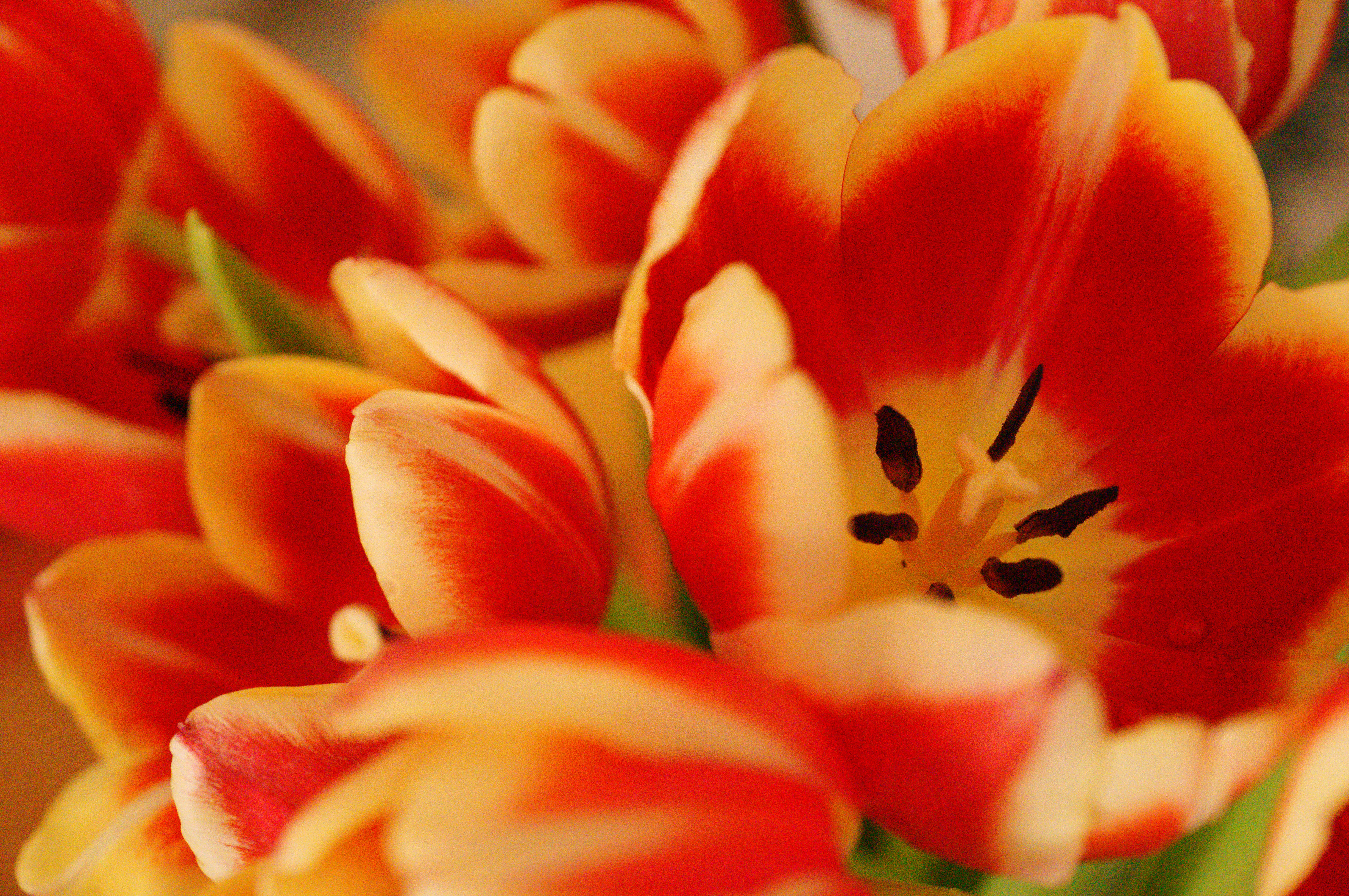 Sony Alpha A57 Sample Image