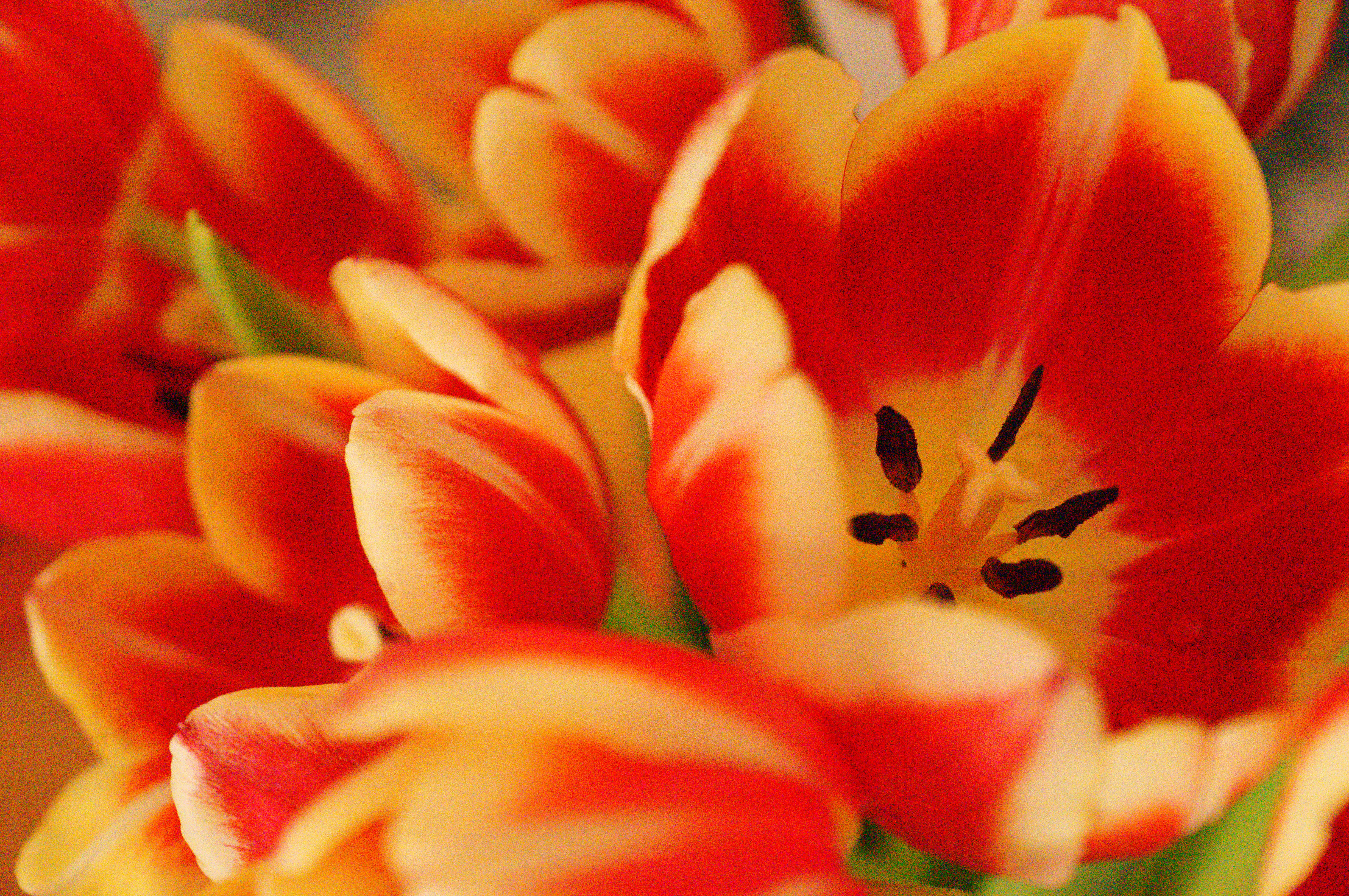 Sony Alpha A57 Sample Image