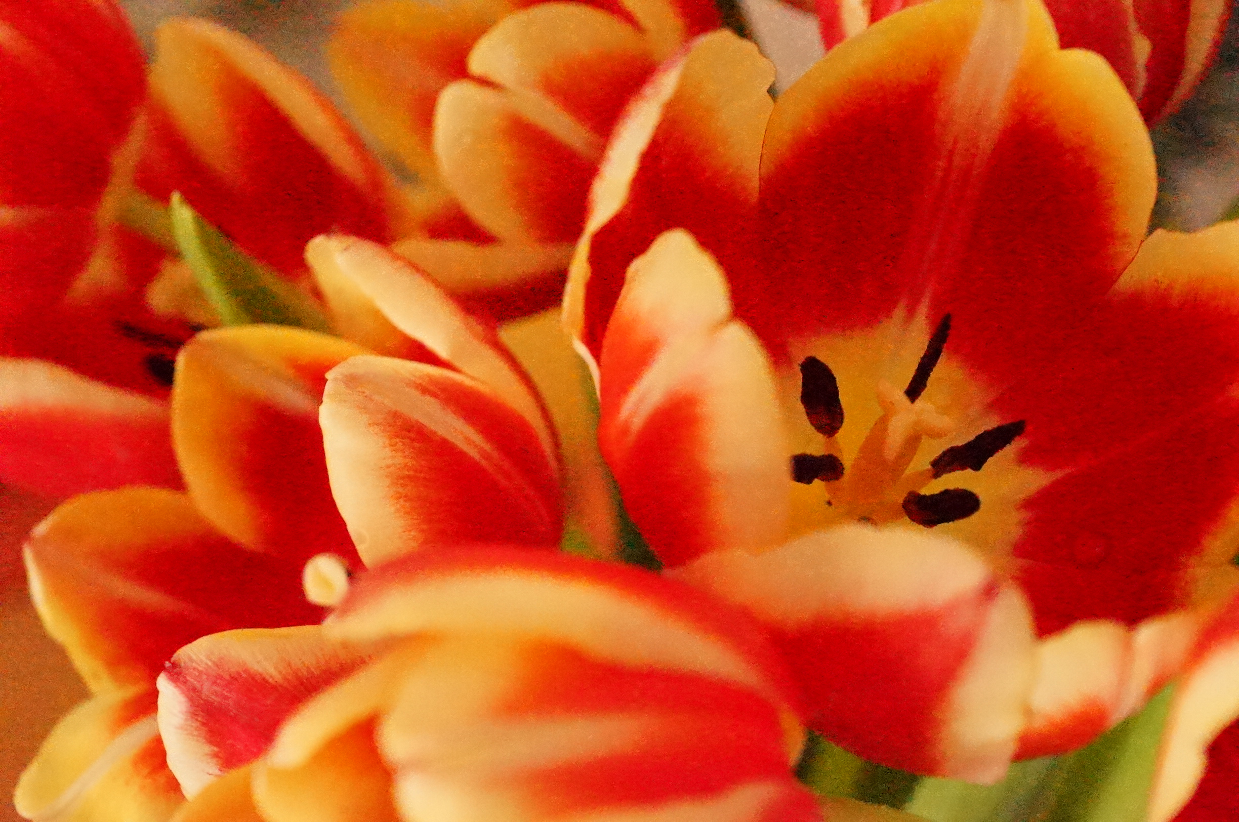 Sony Alpha A57 Sample Image