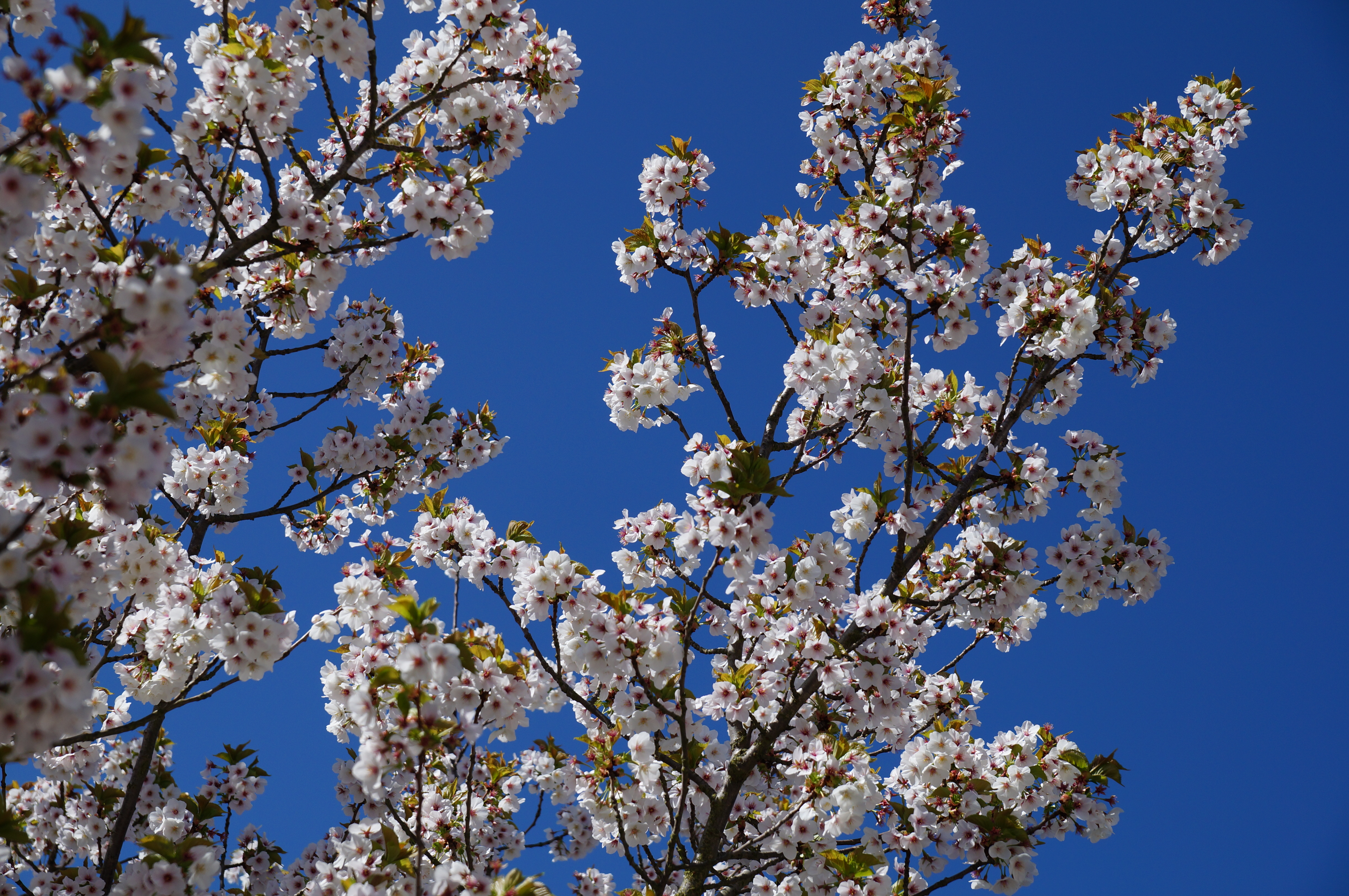 Sony Alpha A57 - Flowers