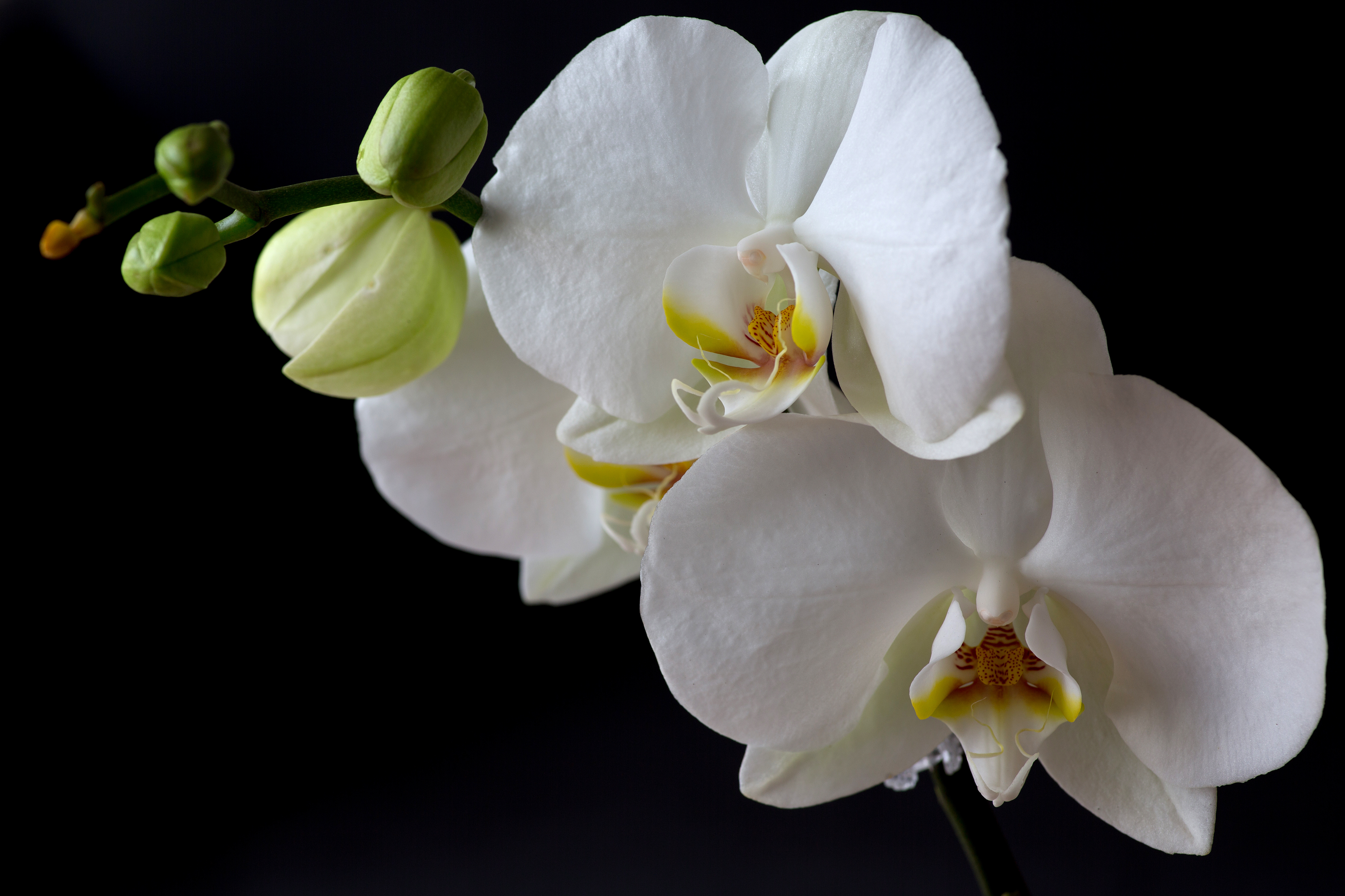 Canon EOS 5D MkIII review sample image