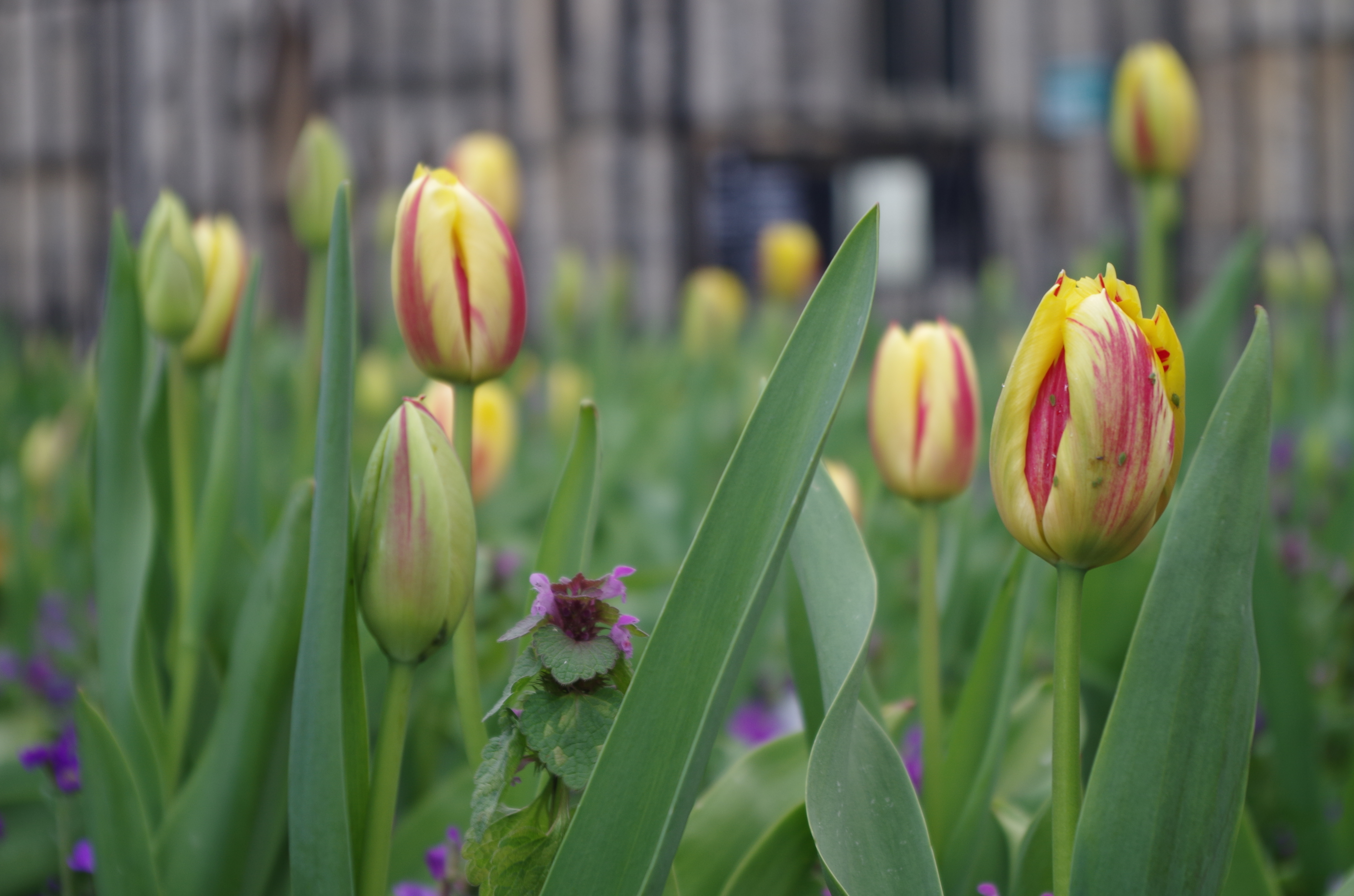 Pentax K-01 review sample image