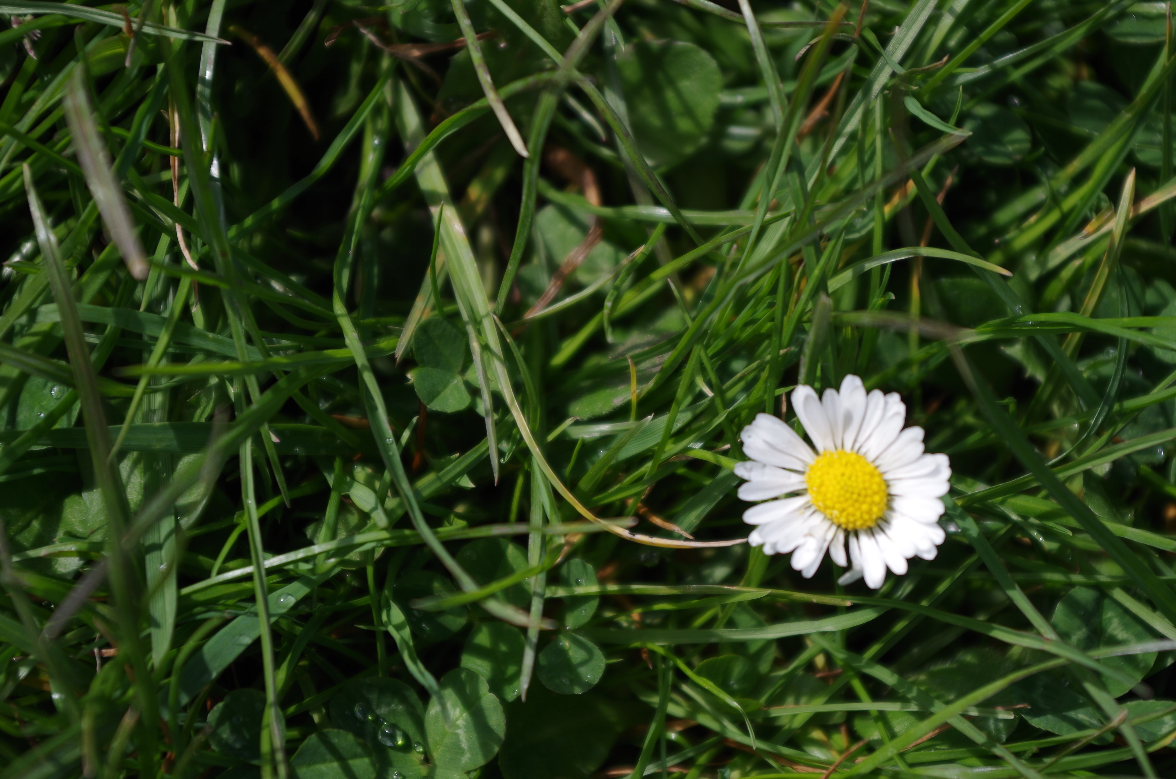 Pentax K-01 review sample image