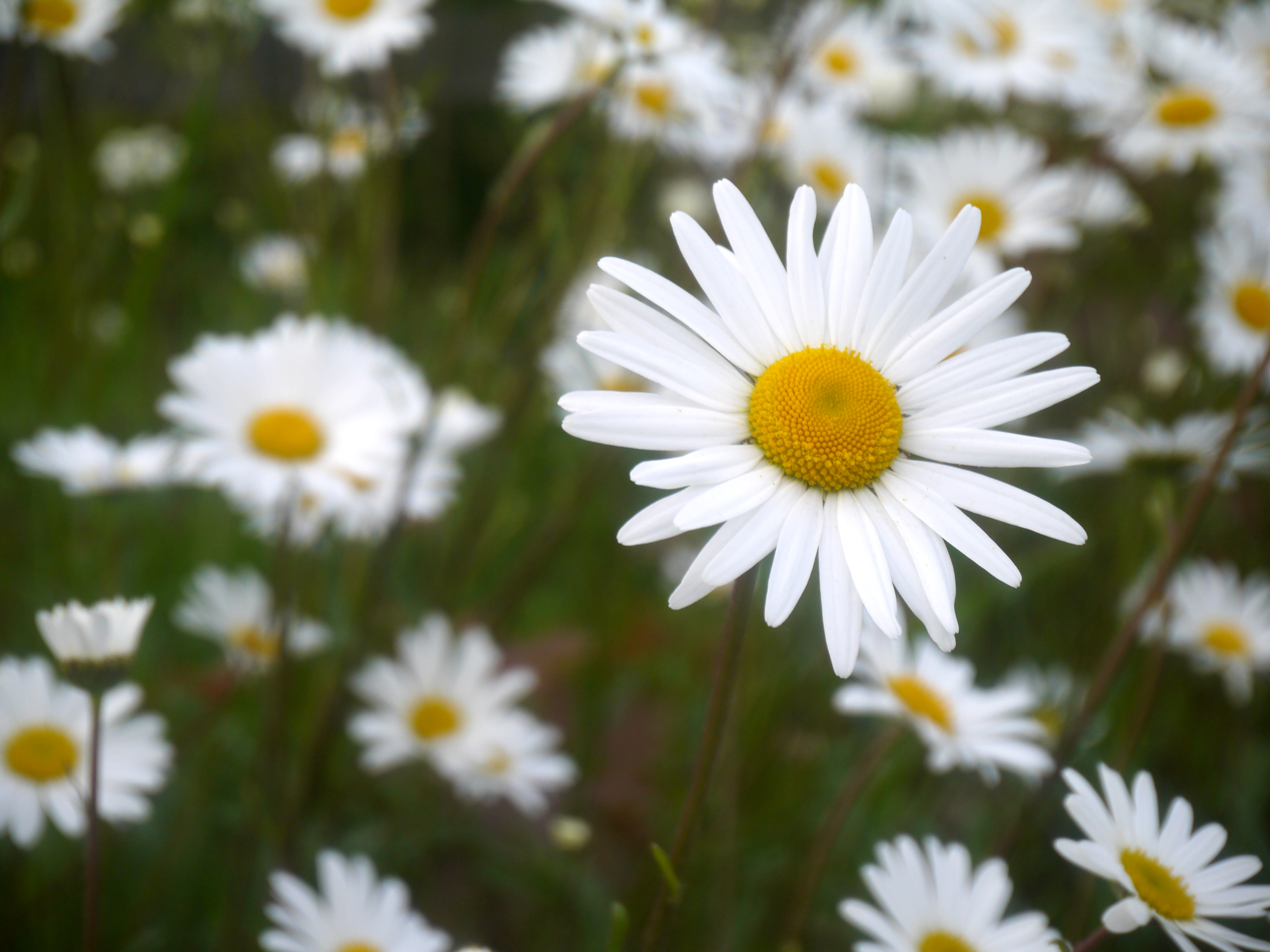 Panasonic GF5 review sample image