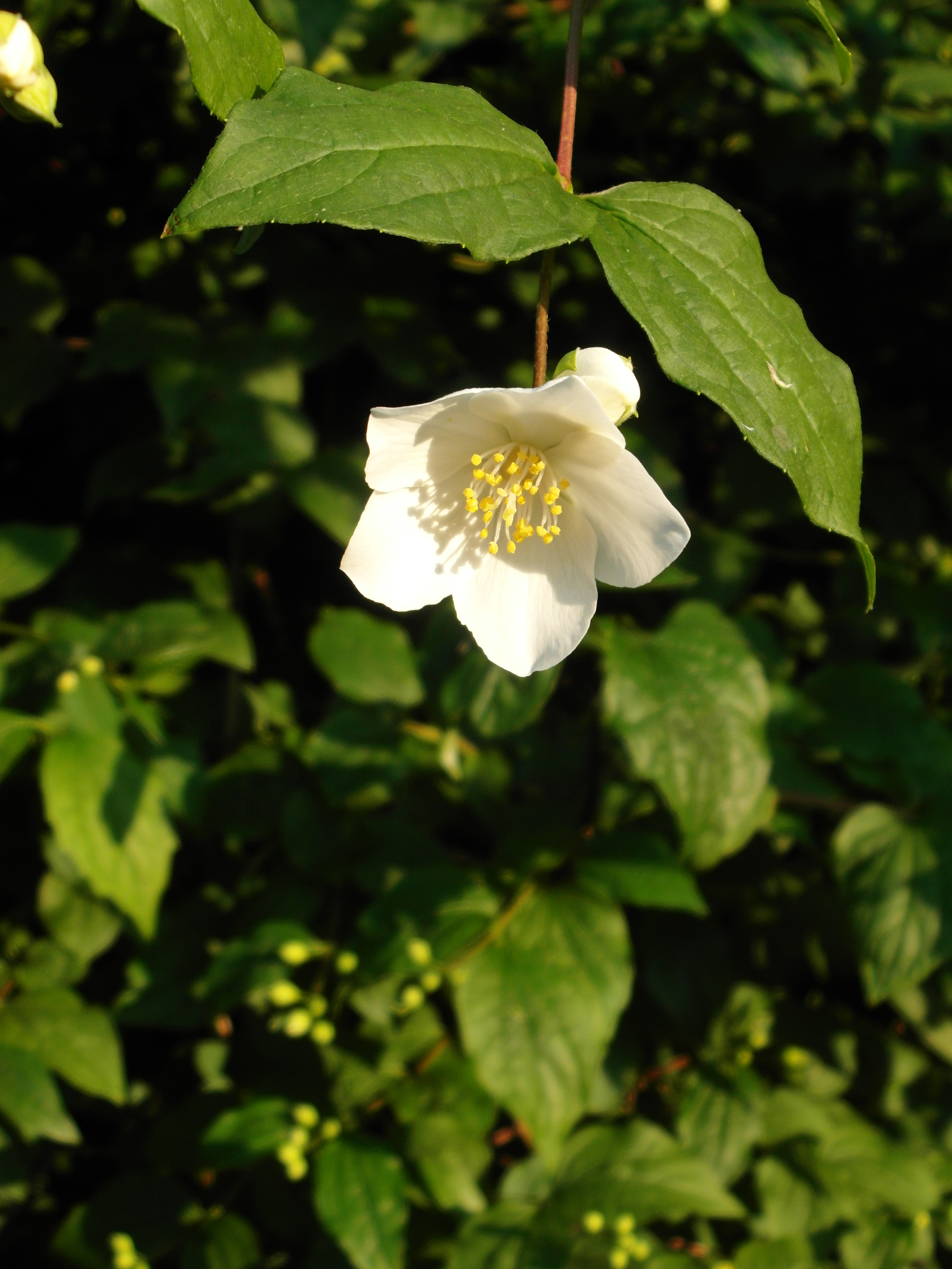 Samsung WB850F review sample image
