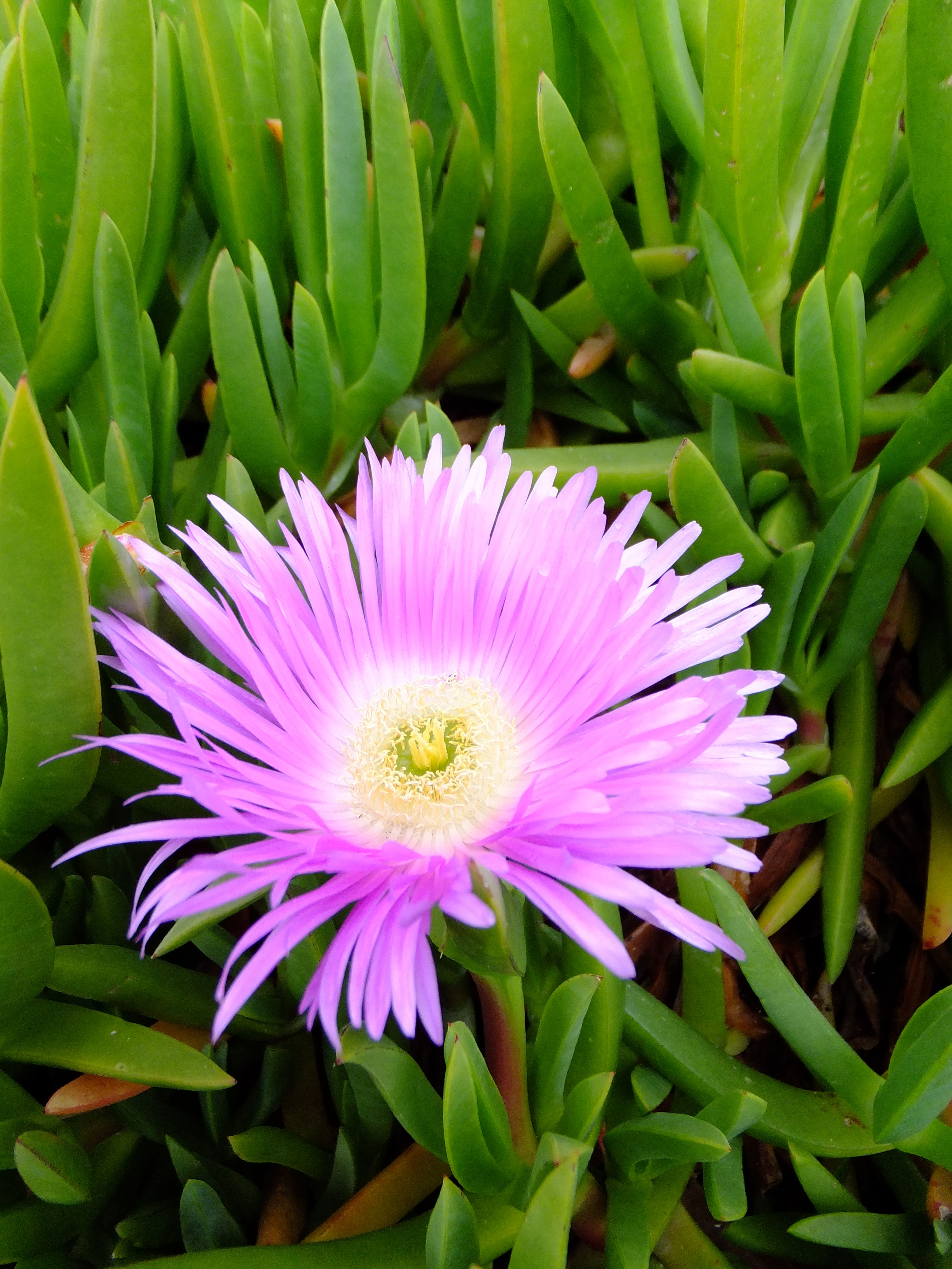 Fujifilm Finepix F770 EXR sample image 6