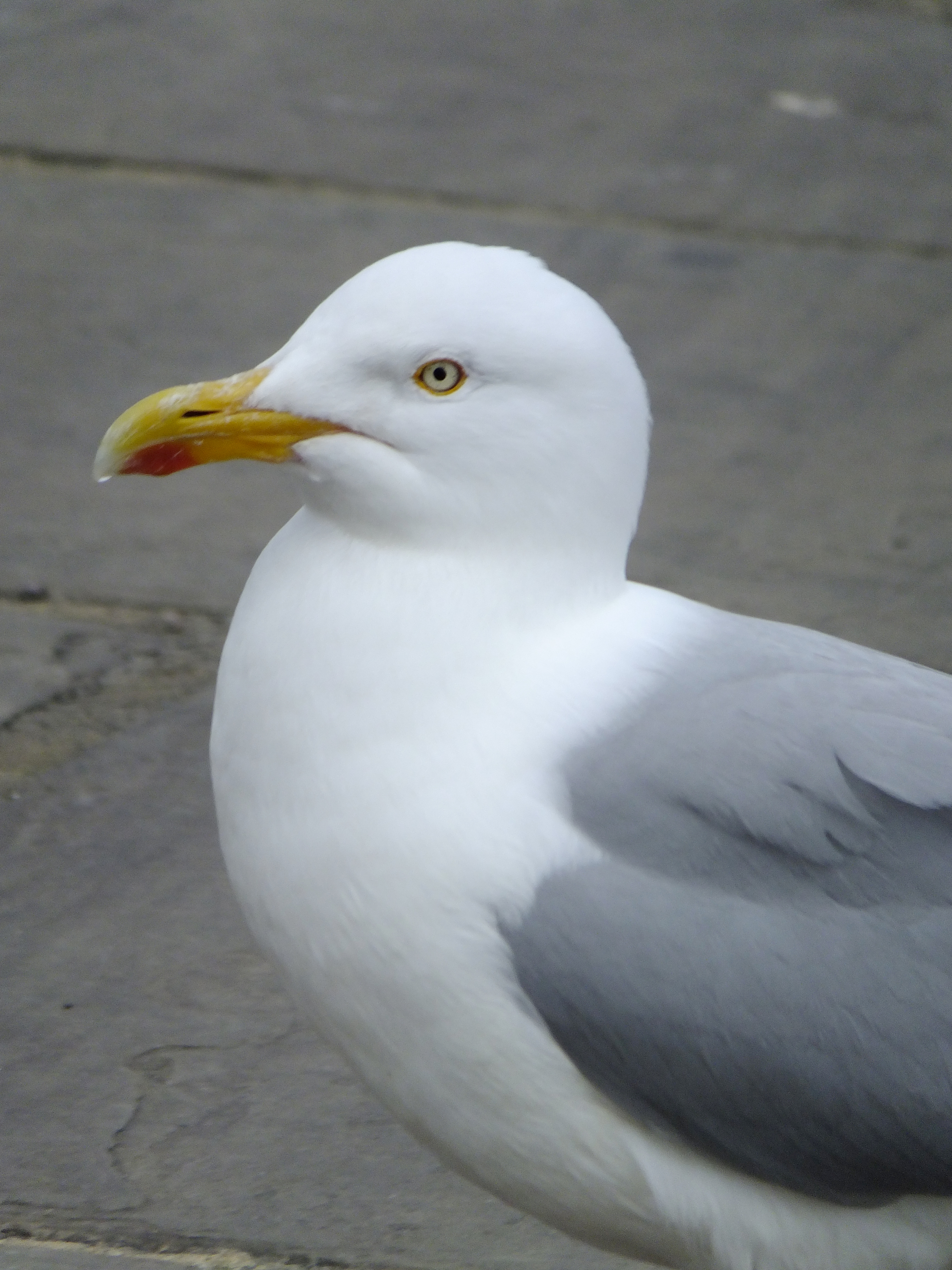 Fujifilm Finepix F770 EXR sample image 7