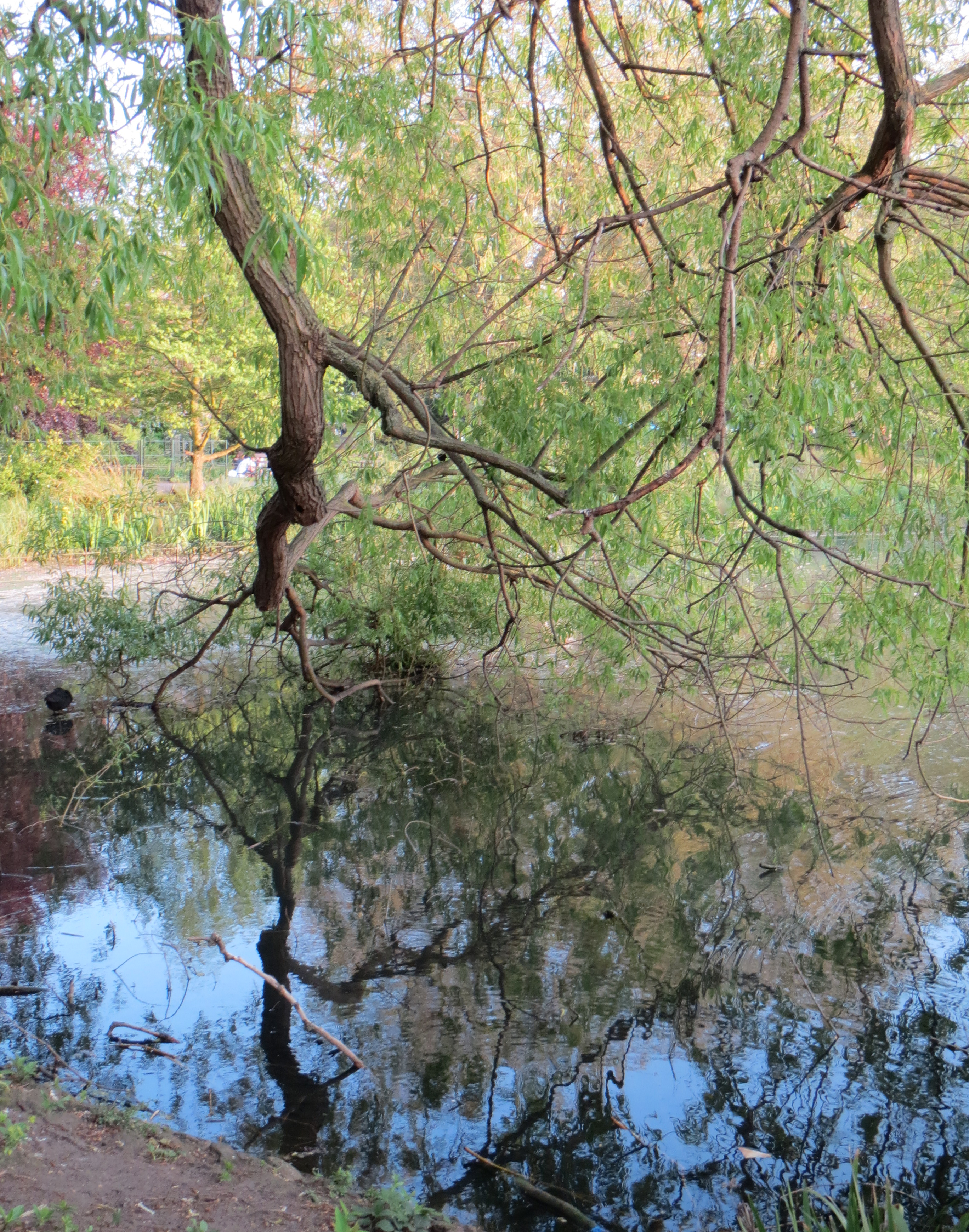 Canon IXUS 510HS review sample image