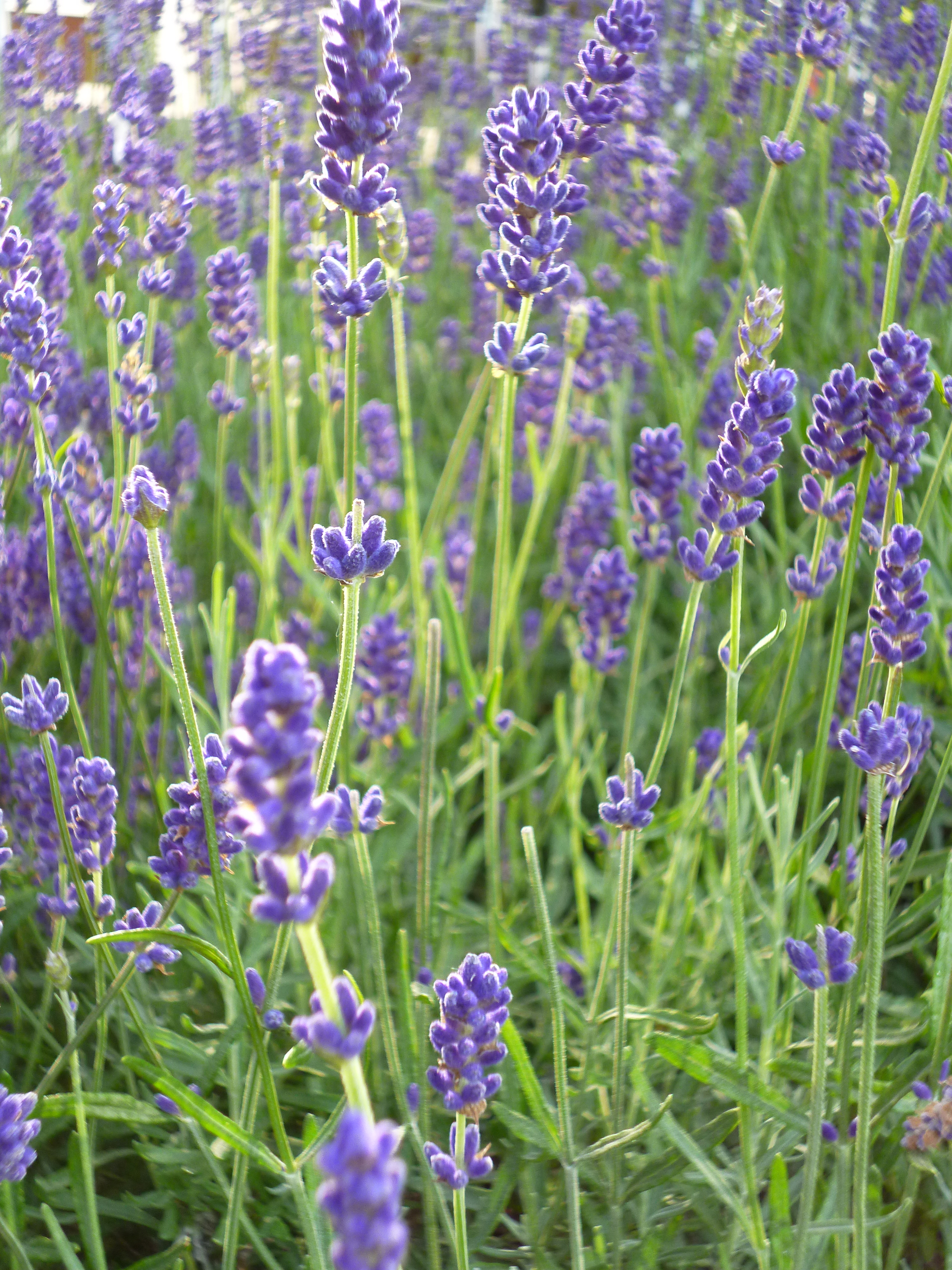 Panasonic Lumix FX80 review sample image