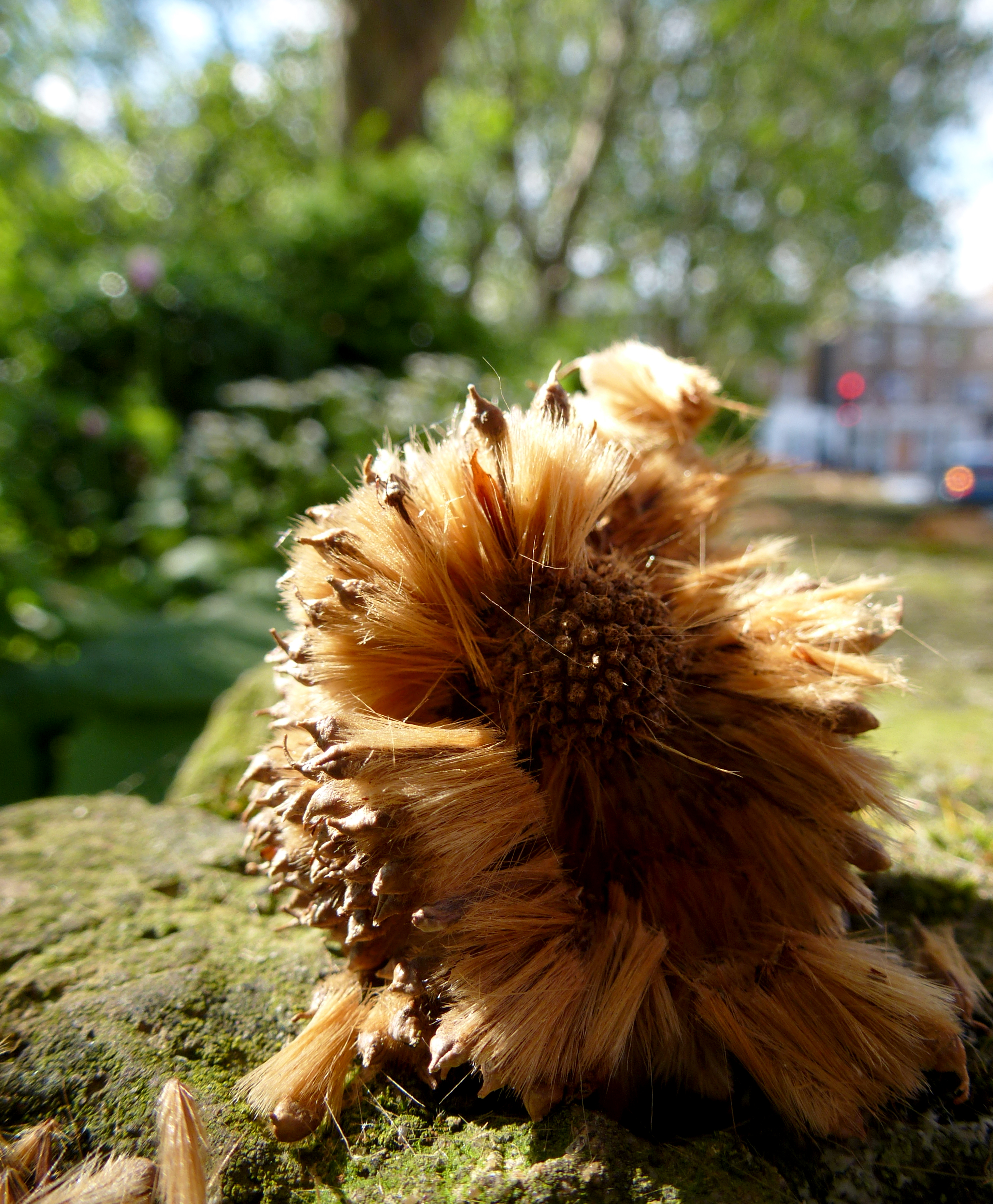 Panasonic Lumix TZ25 review sample imag