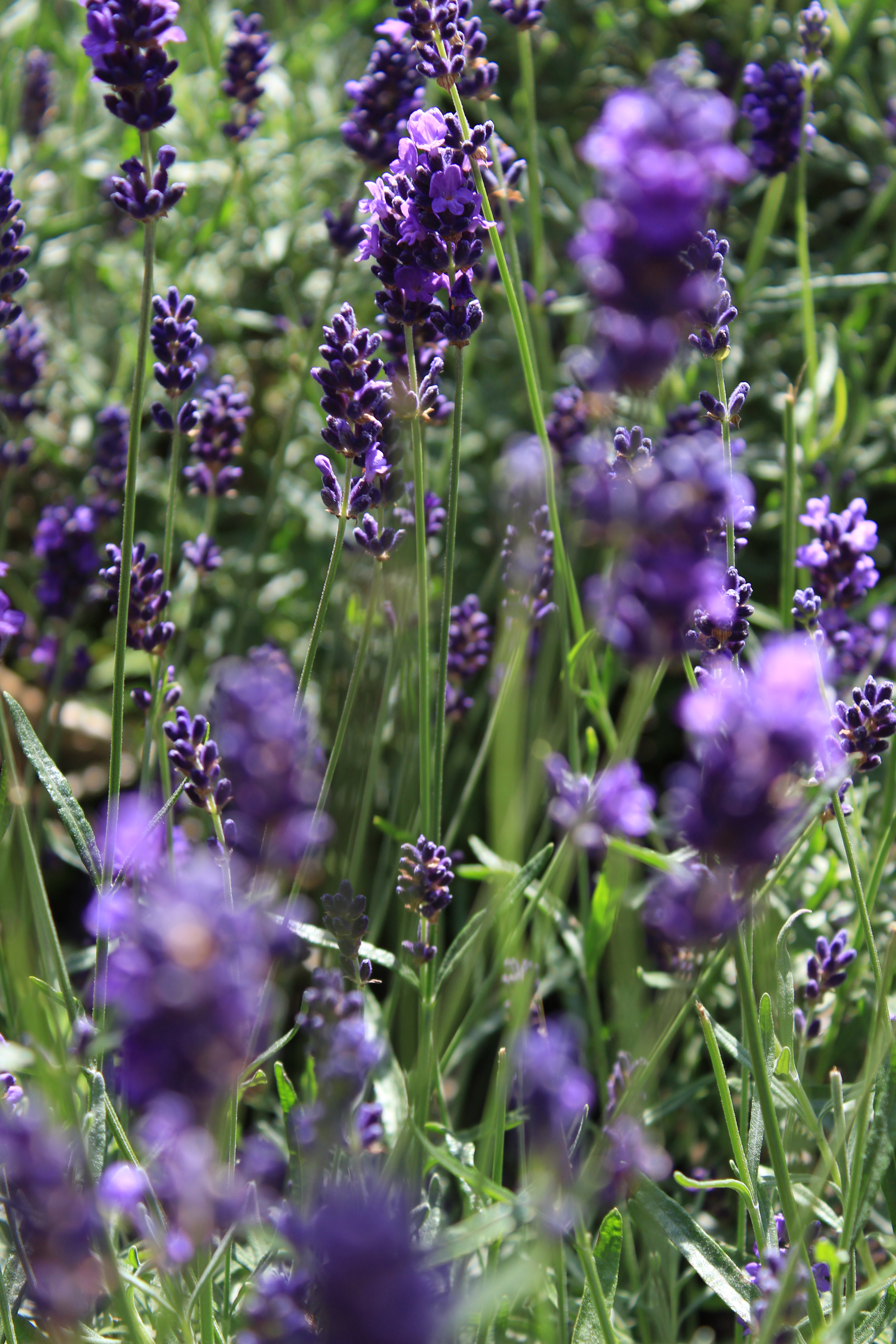 Canon EOS 650D review sample image