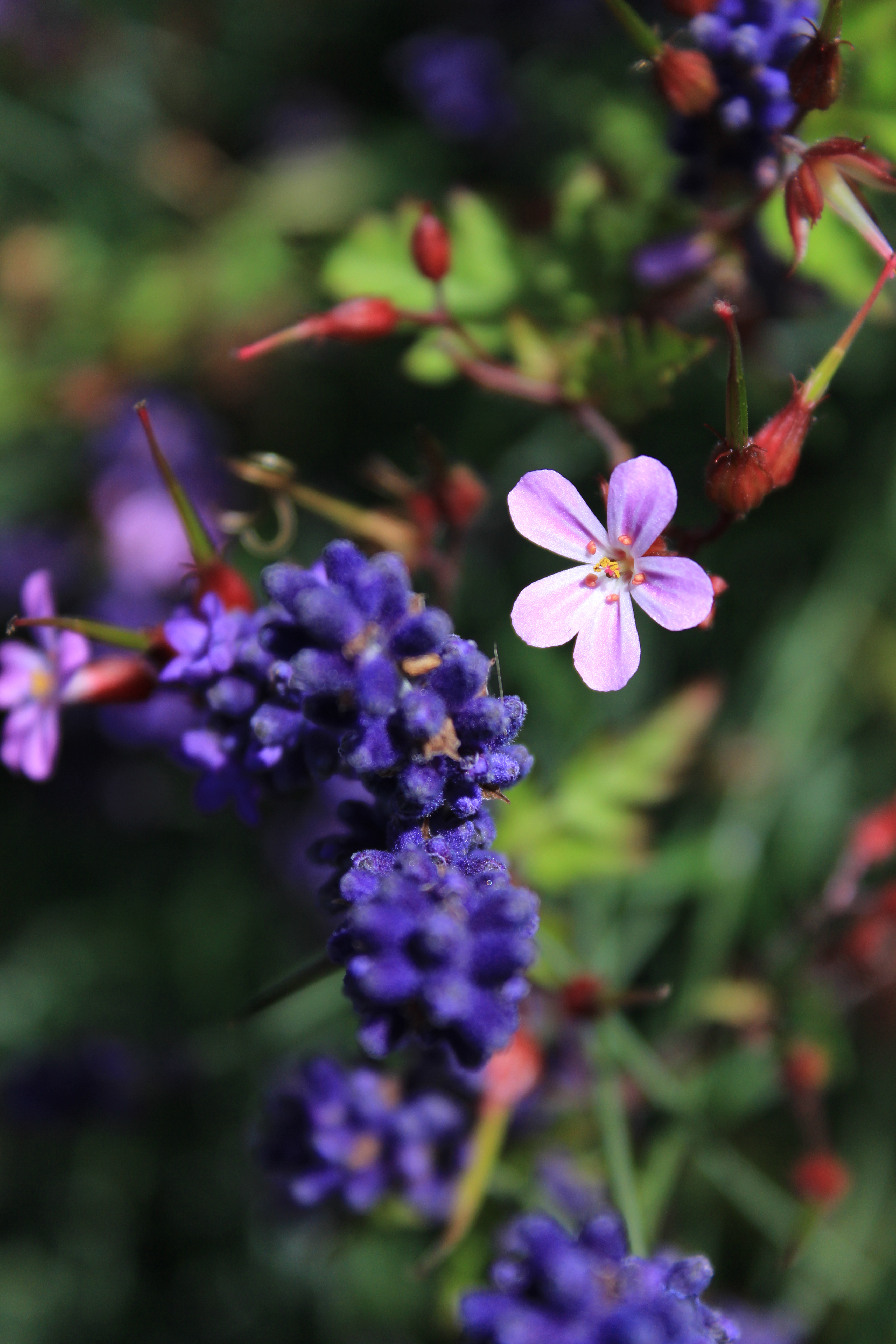 Canon EOS 650D review sample image