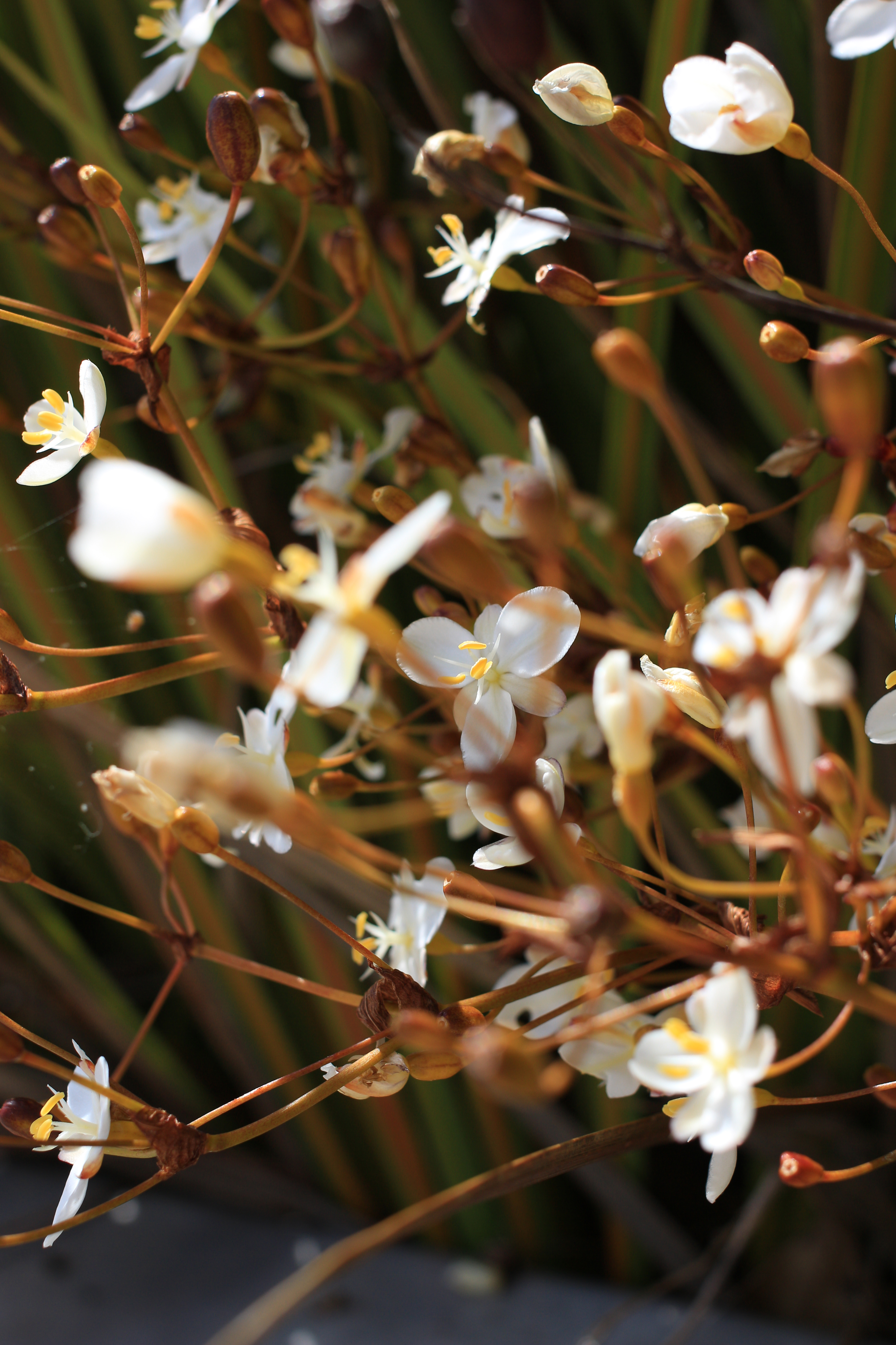 Canon EF 40mm f/2.8 STM image sample