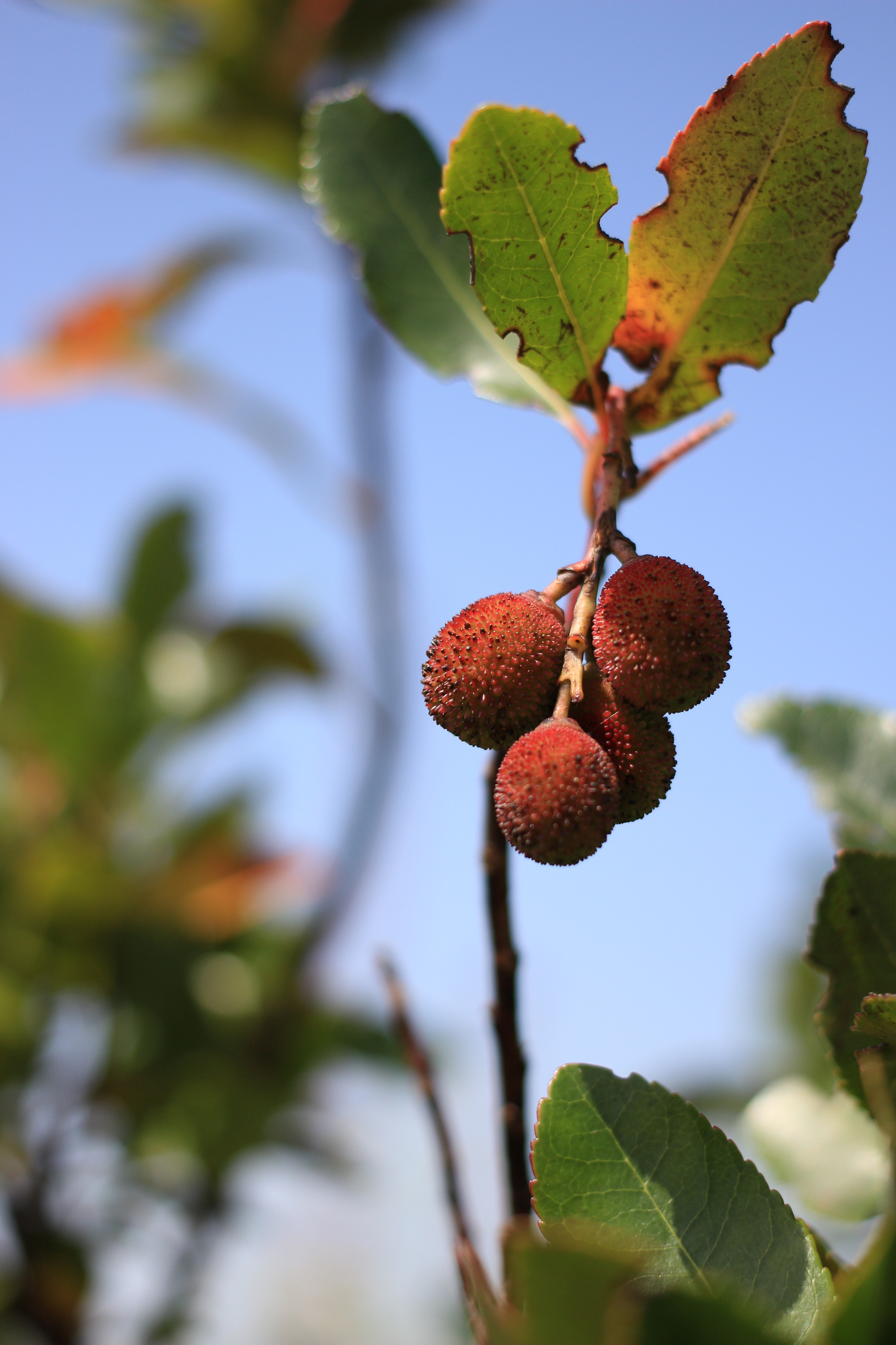 Canon EF 40mm f/2.8 STM image sample