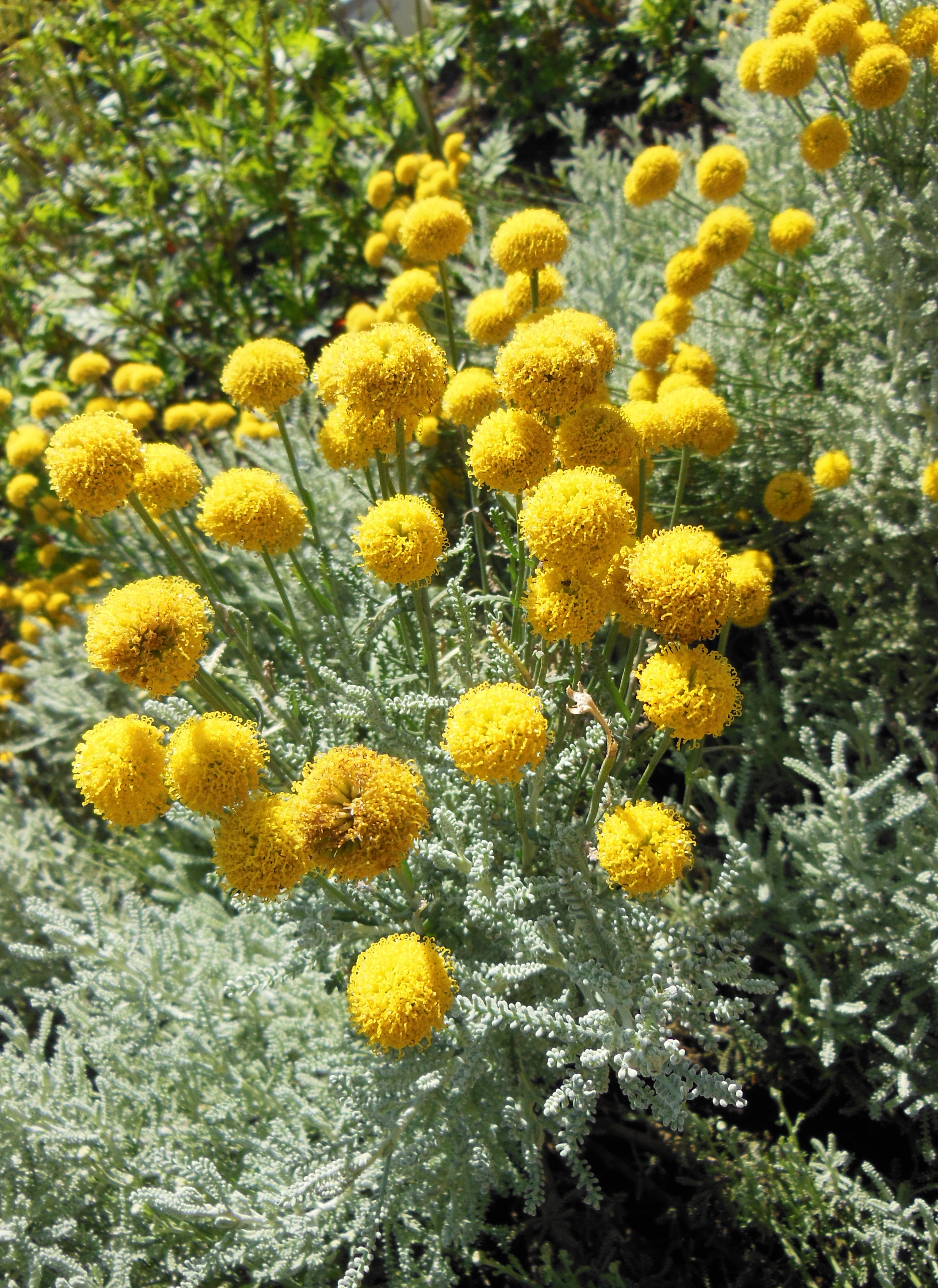 Nikon COOLPIX S9300 sample image