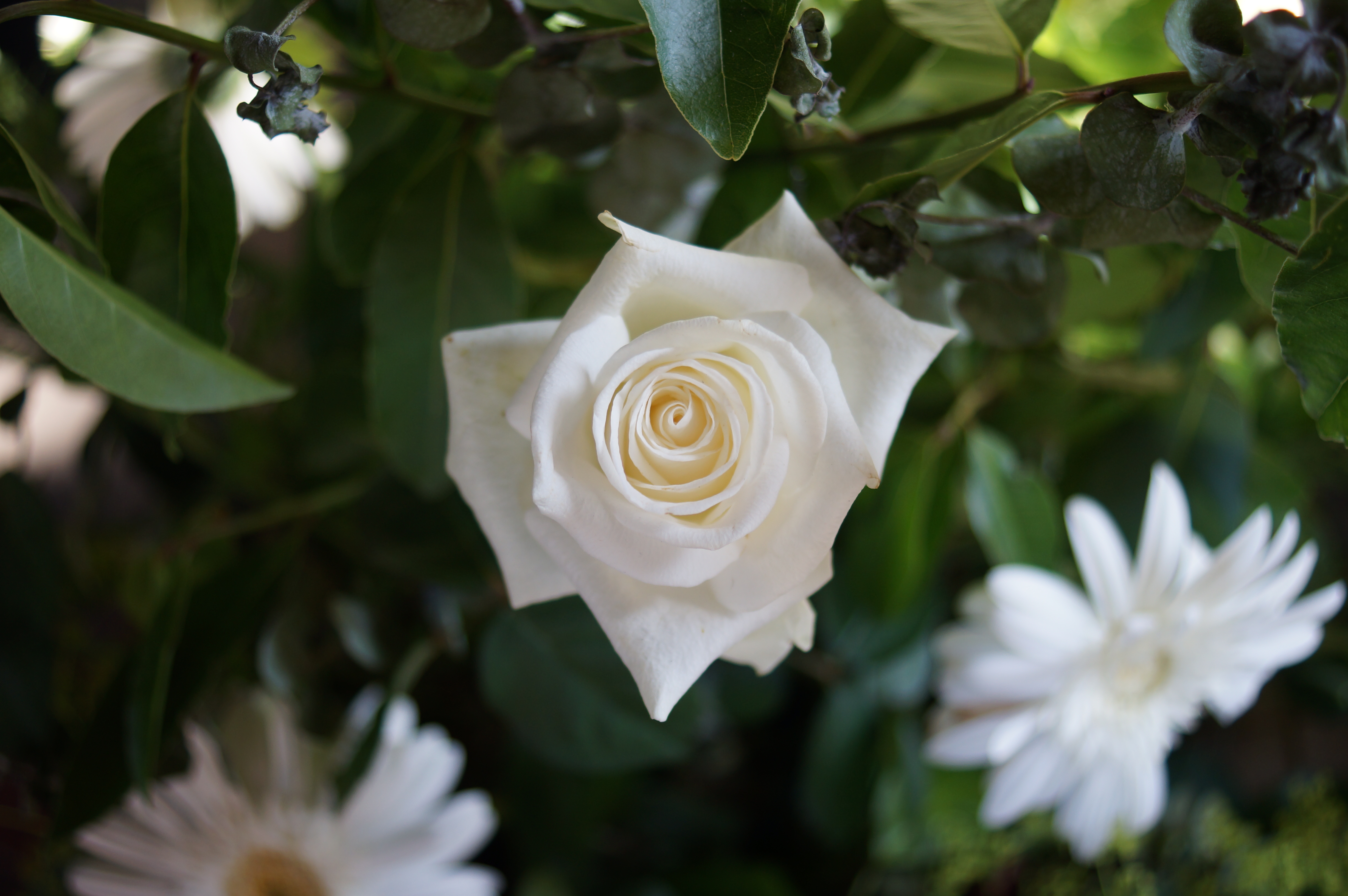 Sony A37 review sample image
