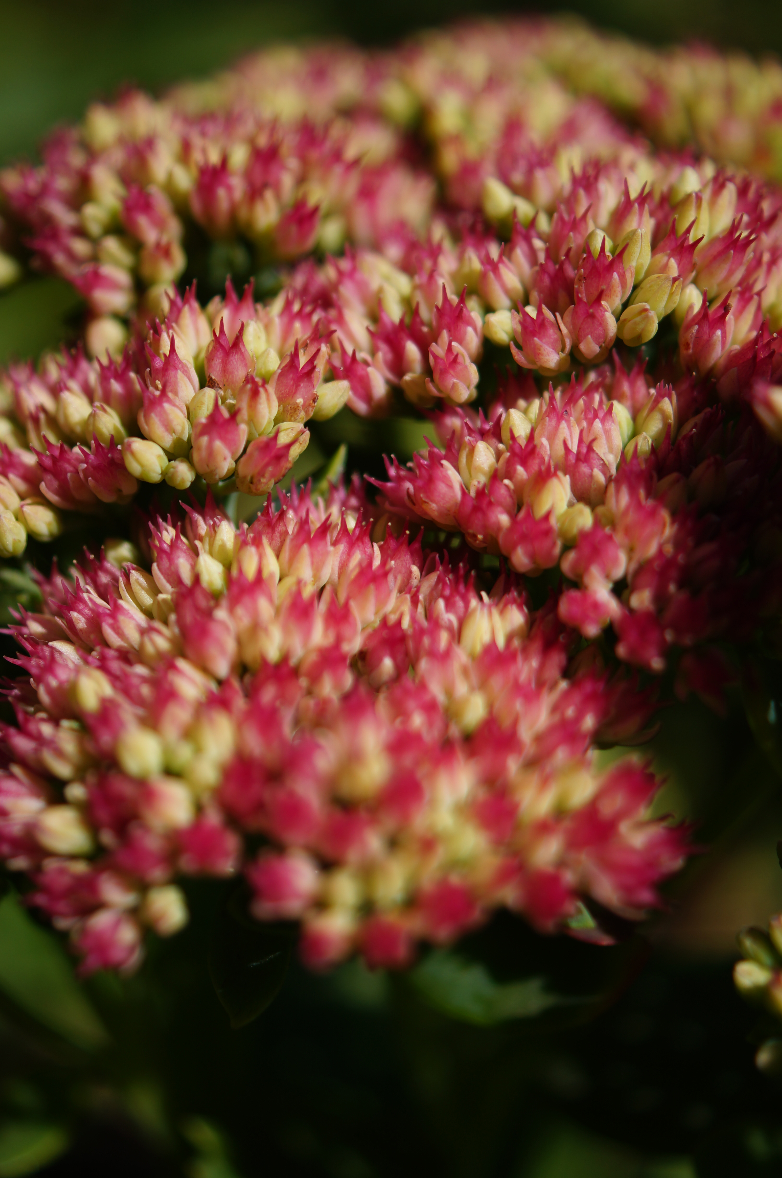 Sony A37 review sample image