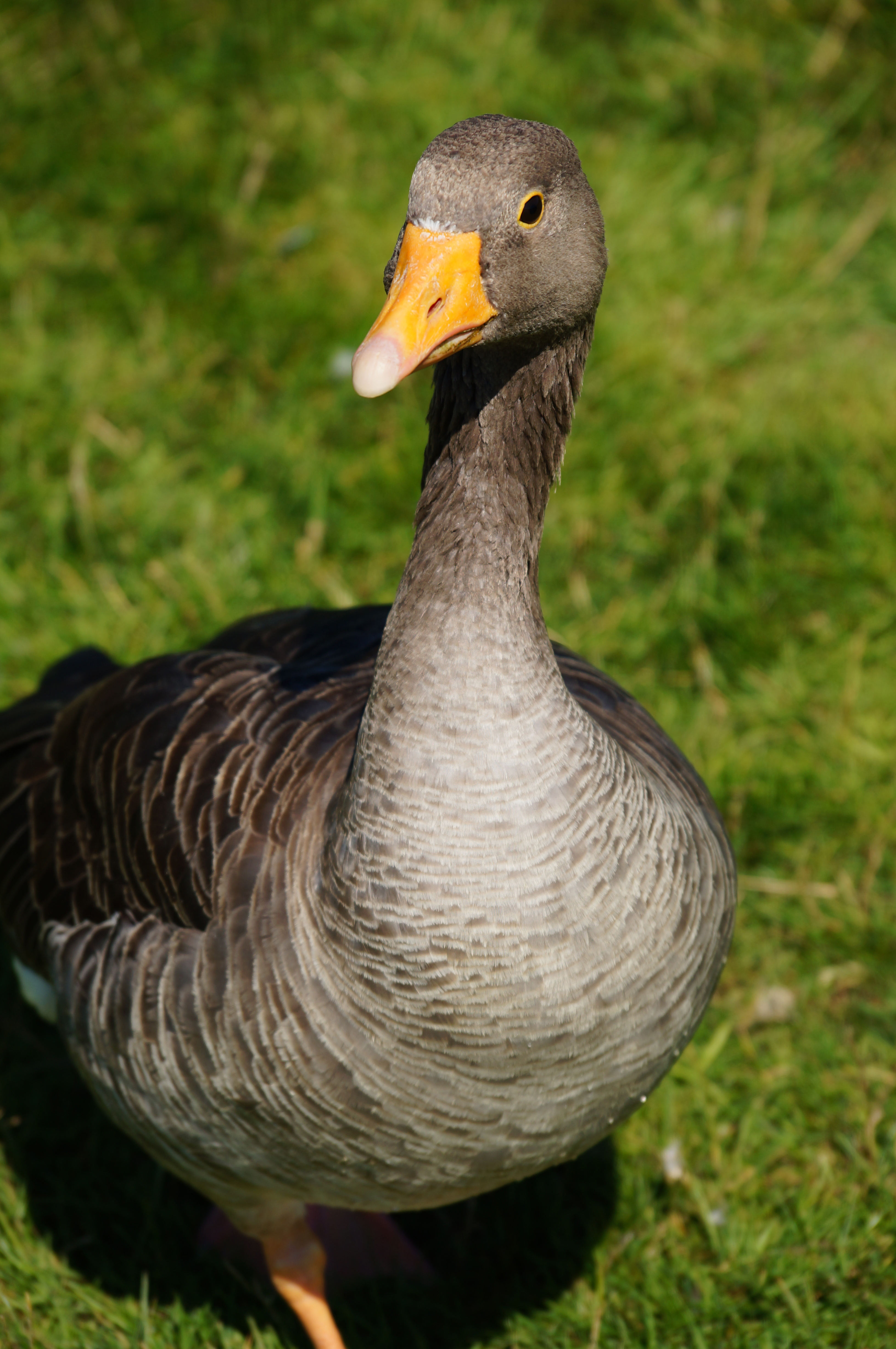 Sony A37 review sample image