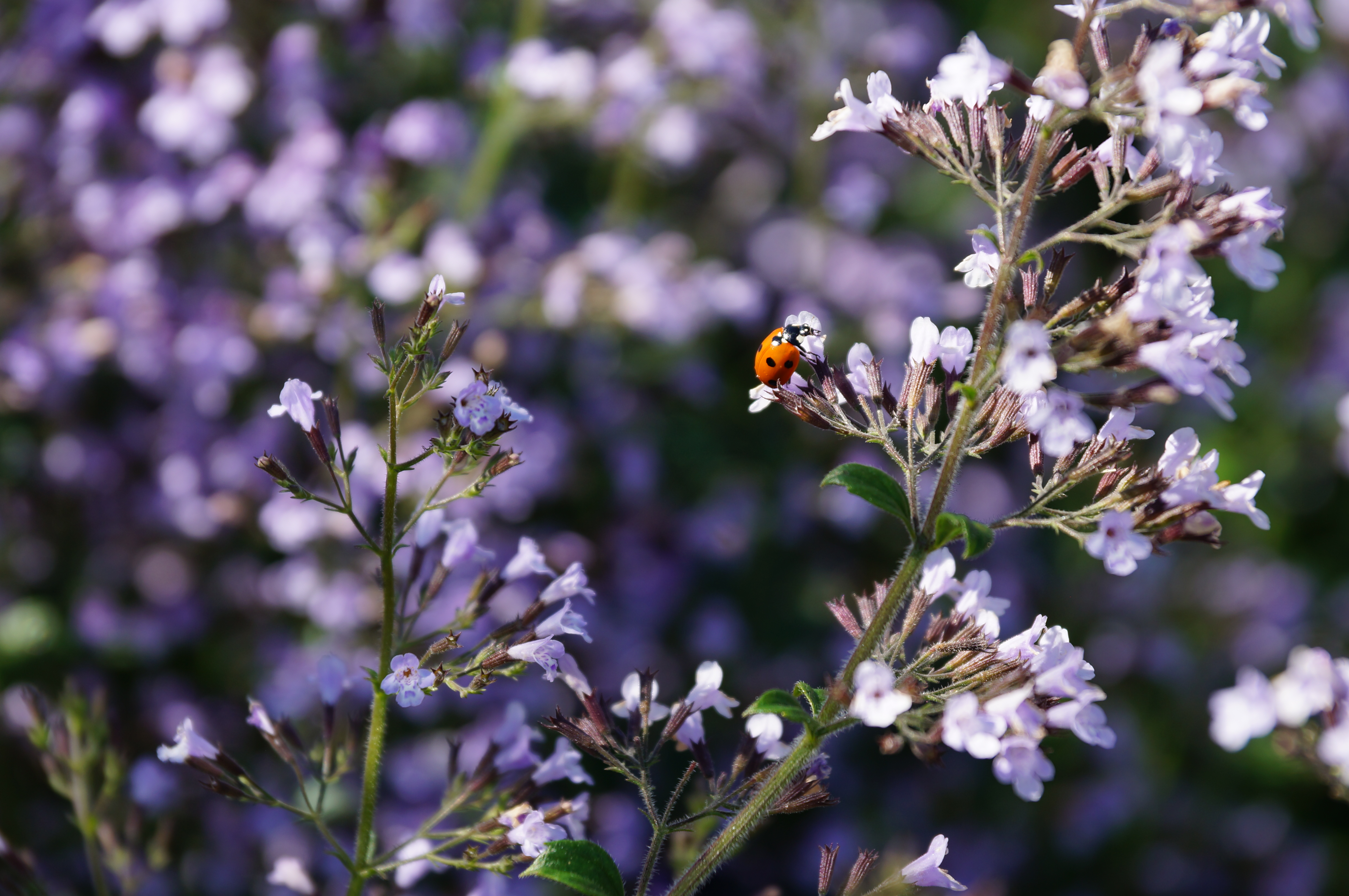 Sony A37 review sample image