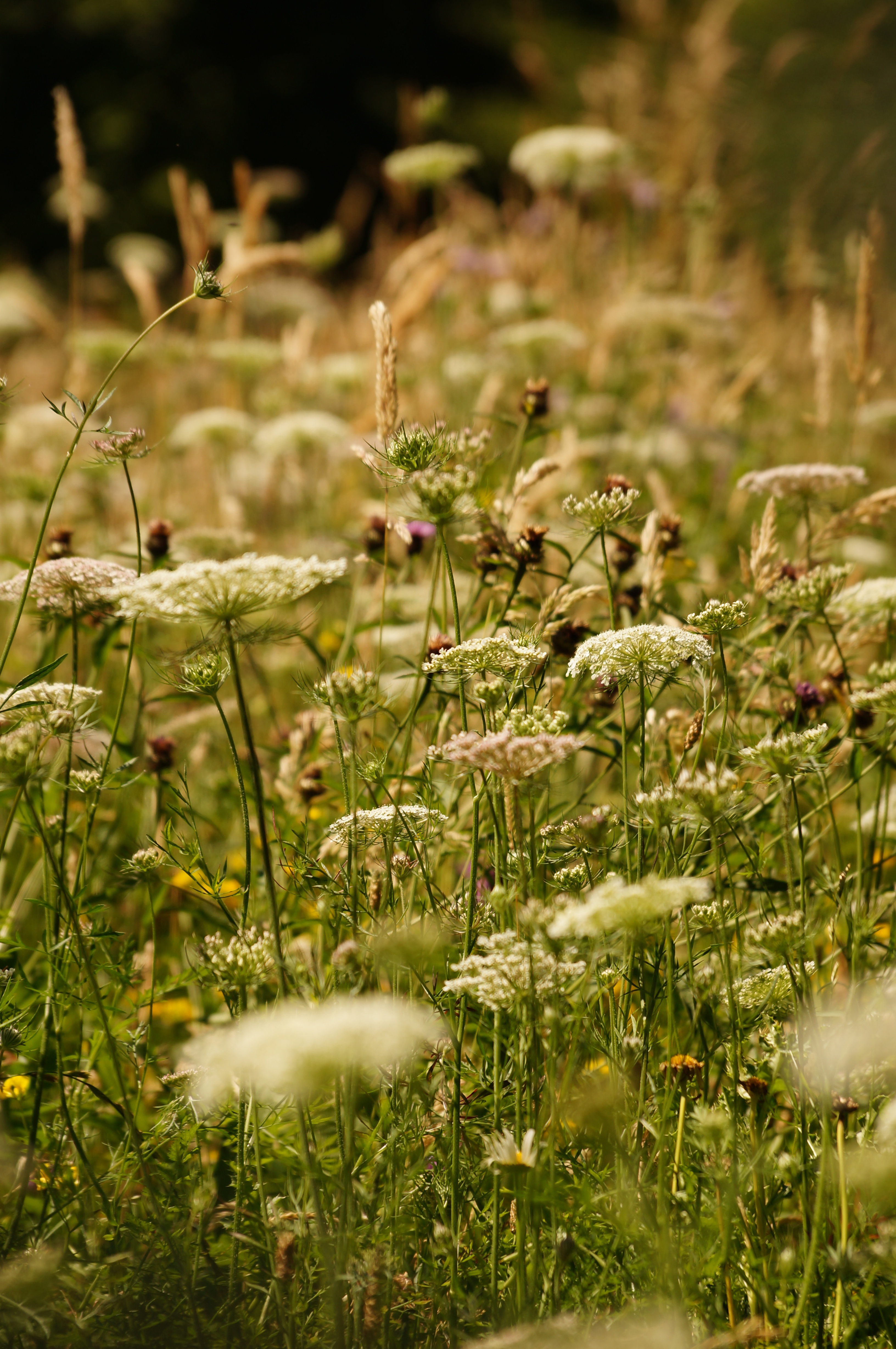 Sony A37 review sample image