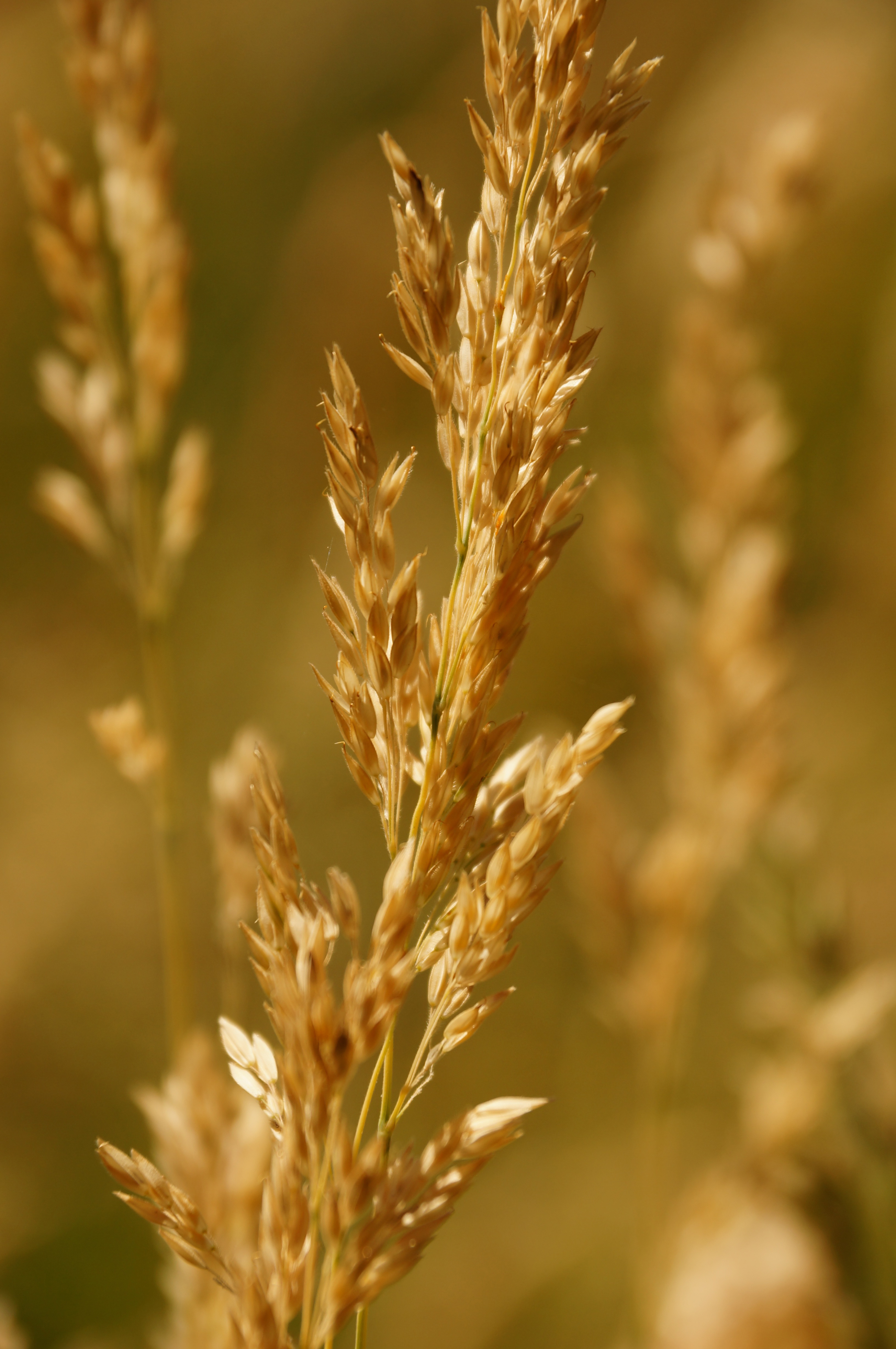 Sony A37 review sample image