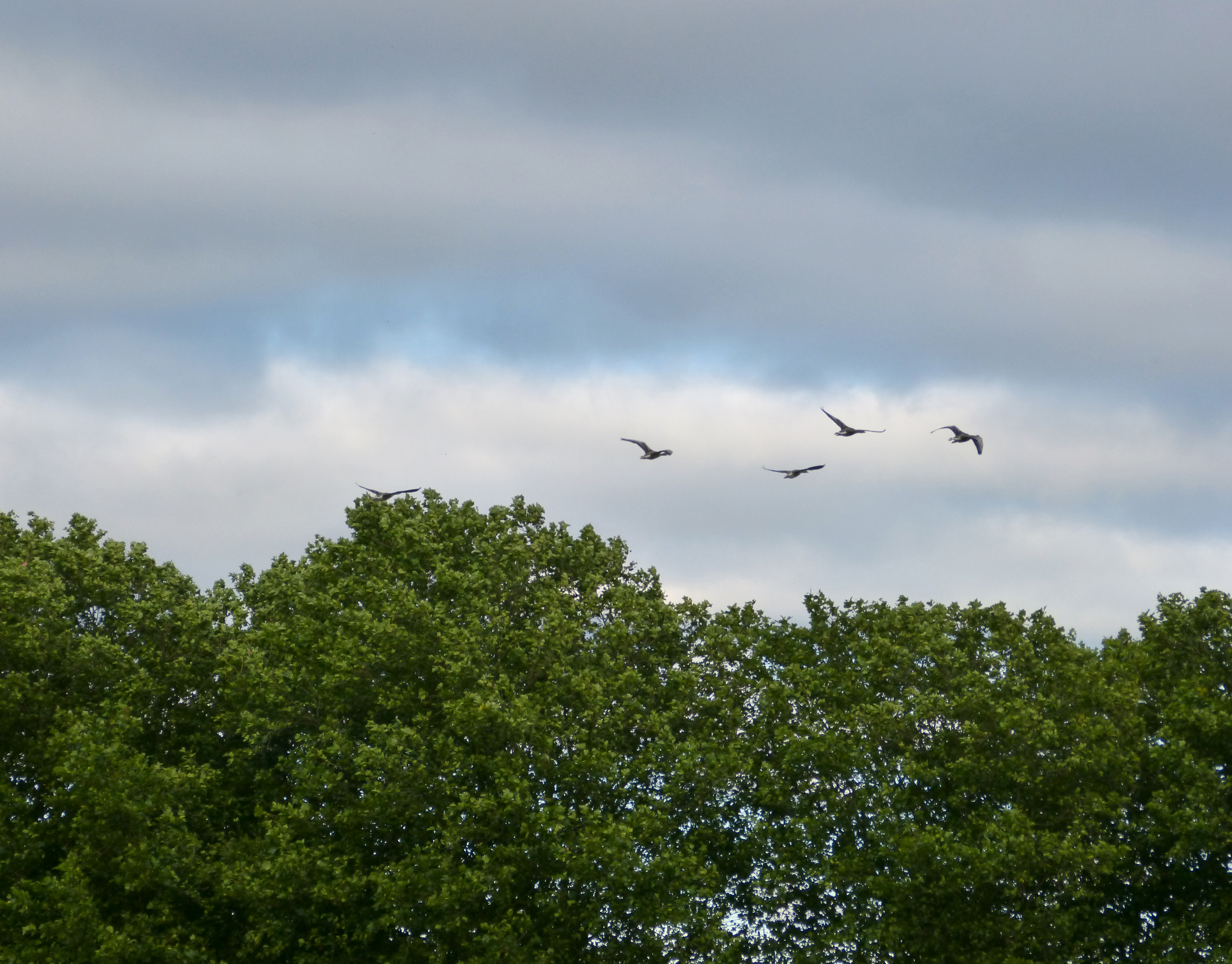 Panasonic Lumix FZ62 sample image 11 | Reviews | What Digital Camera