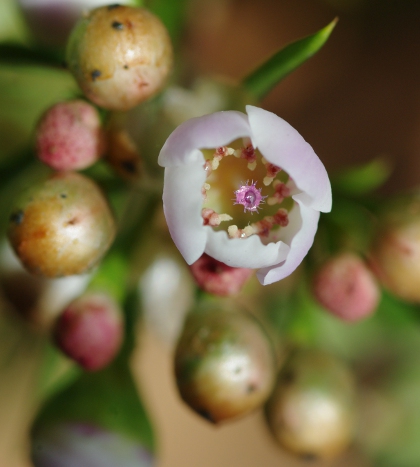 This picture of tiny thyme flowers (6mm across) was taken as a vertical composition and has been cropped top and bottom but is shown full width.