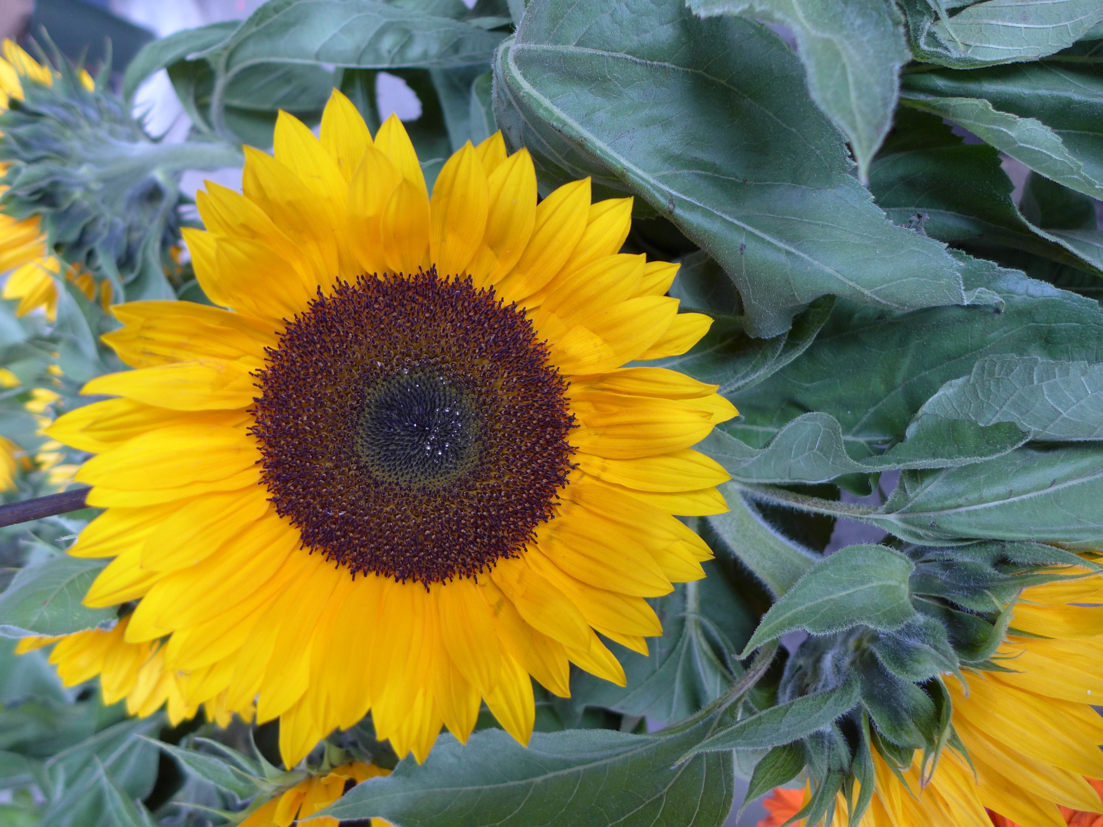 Panasonic Lumix LX7 review sample image 