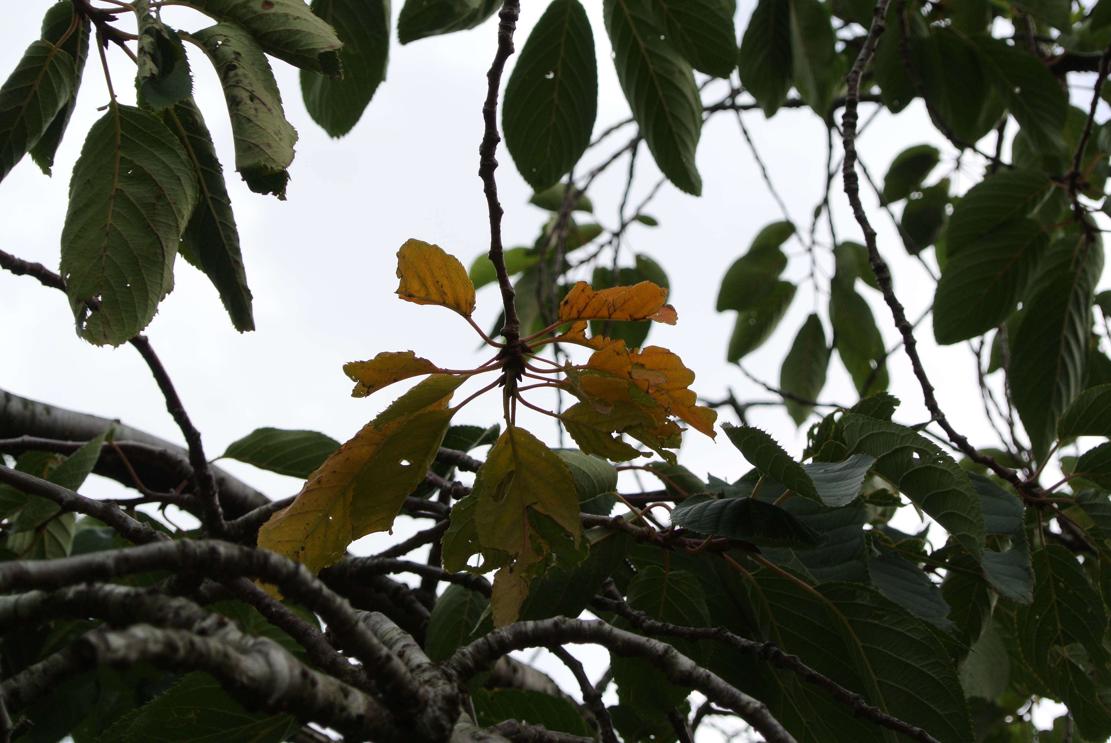Nikon 1 J2 sample image 9 | News | What Digital Camera