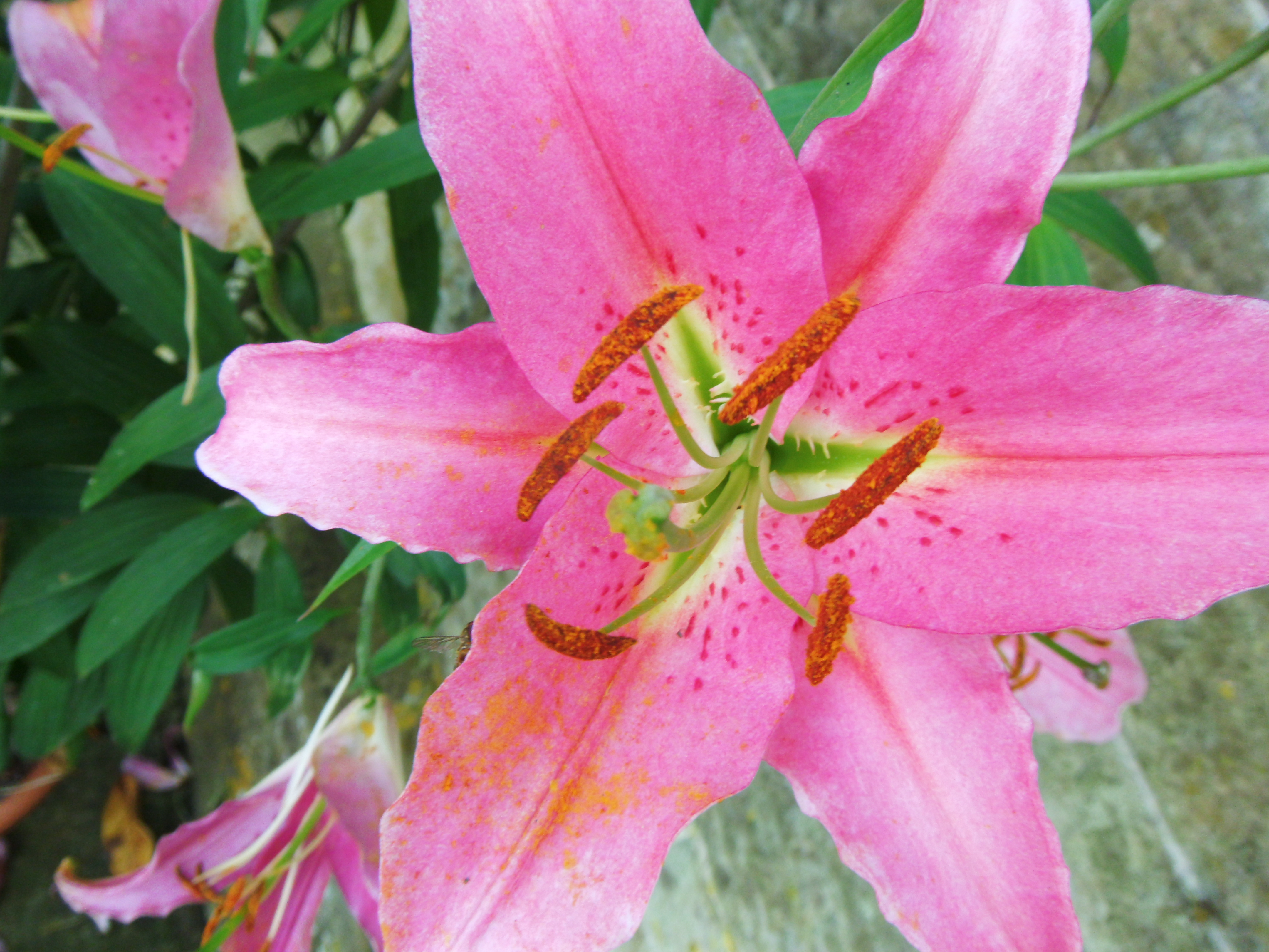 Fujifilm FinePix Z110 sample image 3 | Reviews | What Digital Camera