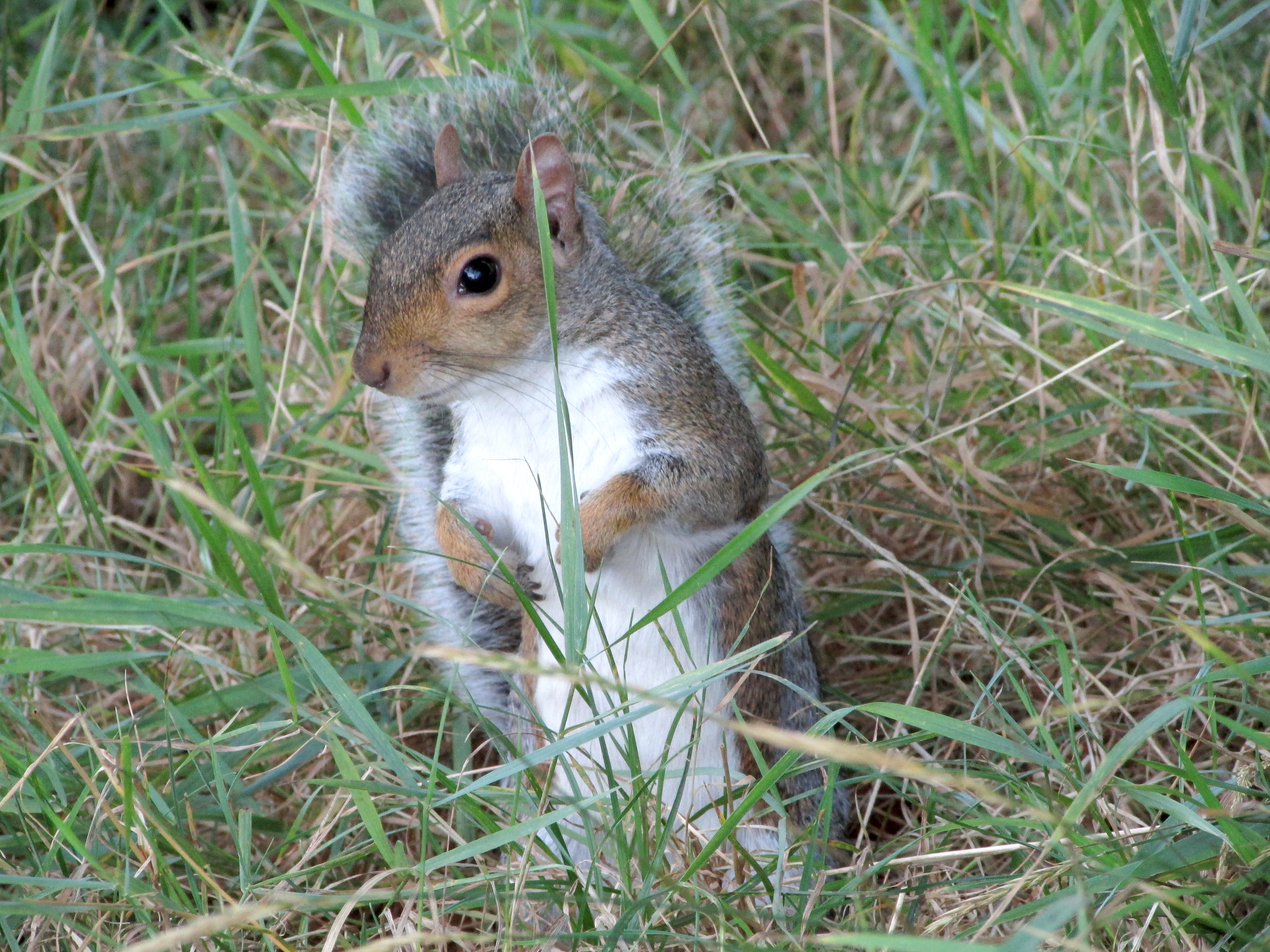 Canon PowerShot SX500 IS sample image 7