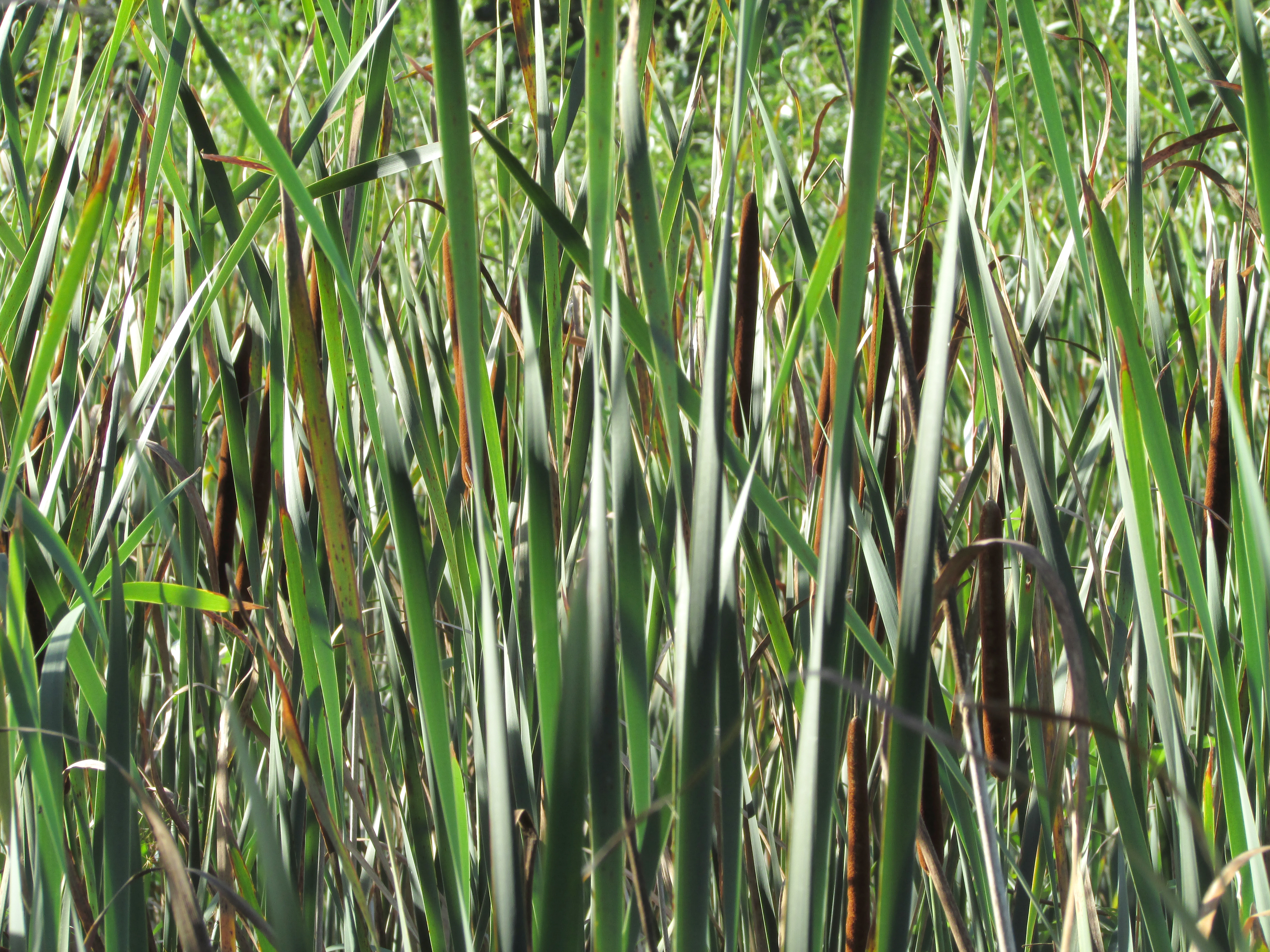 Canon PowerShot SX500 IS sample image 8