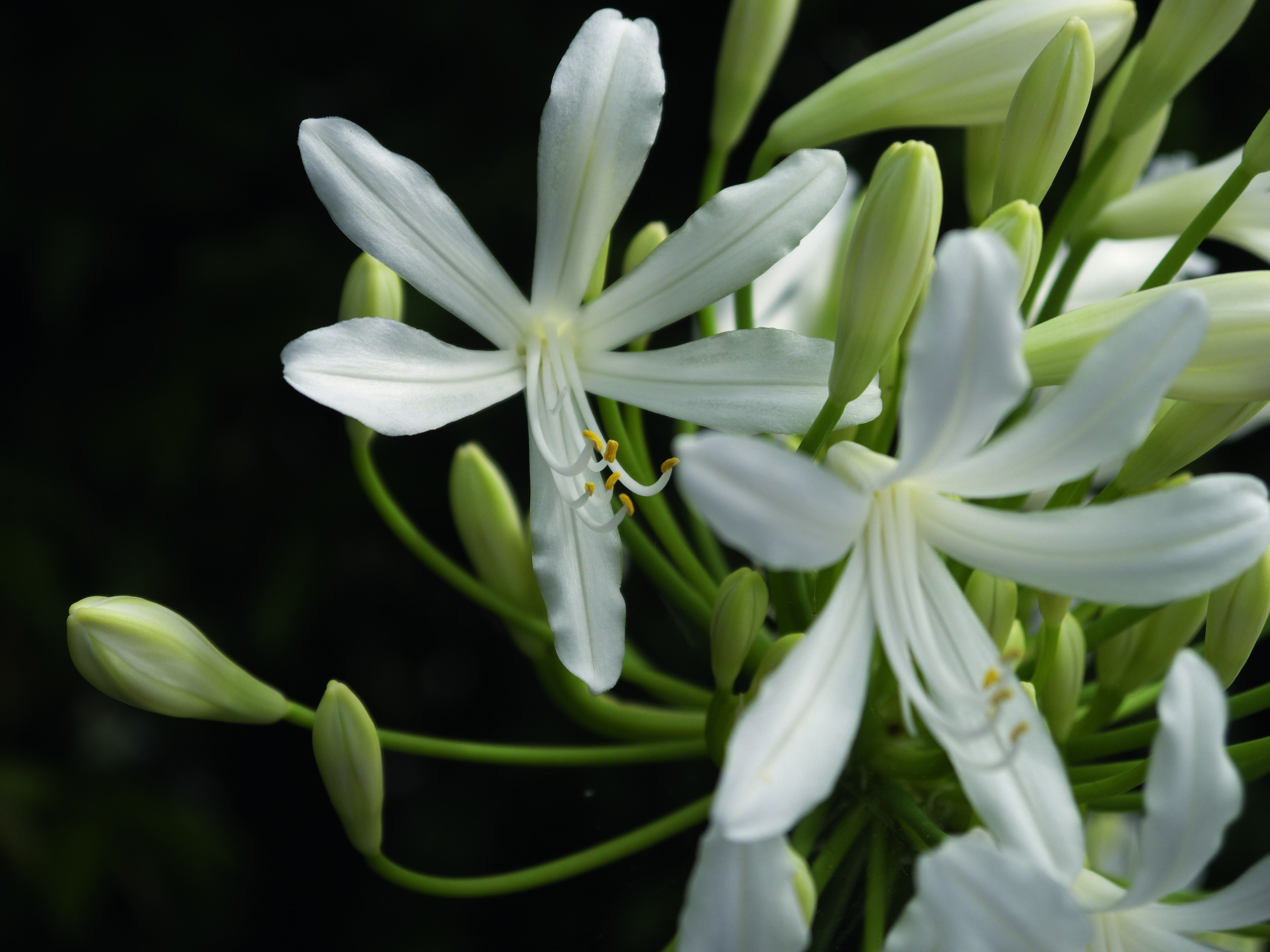 Panasonic Lumix G5 review sample images