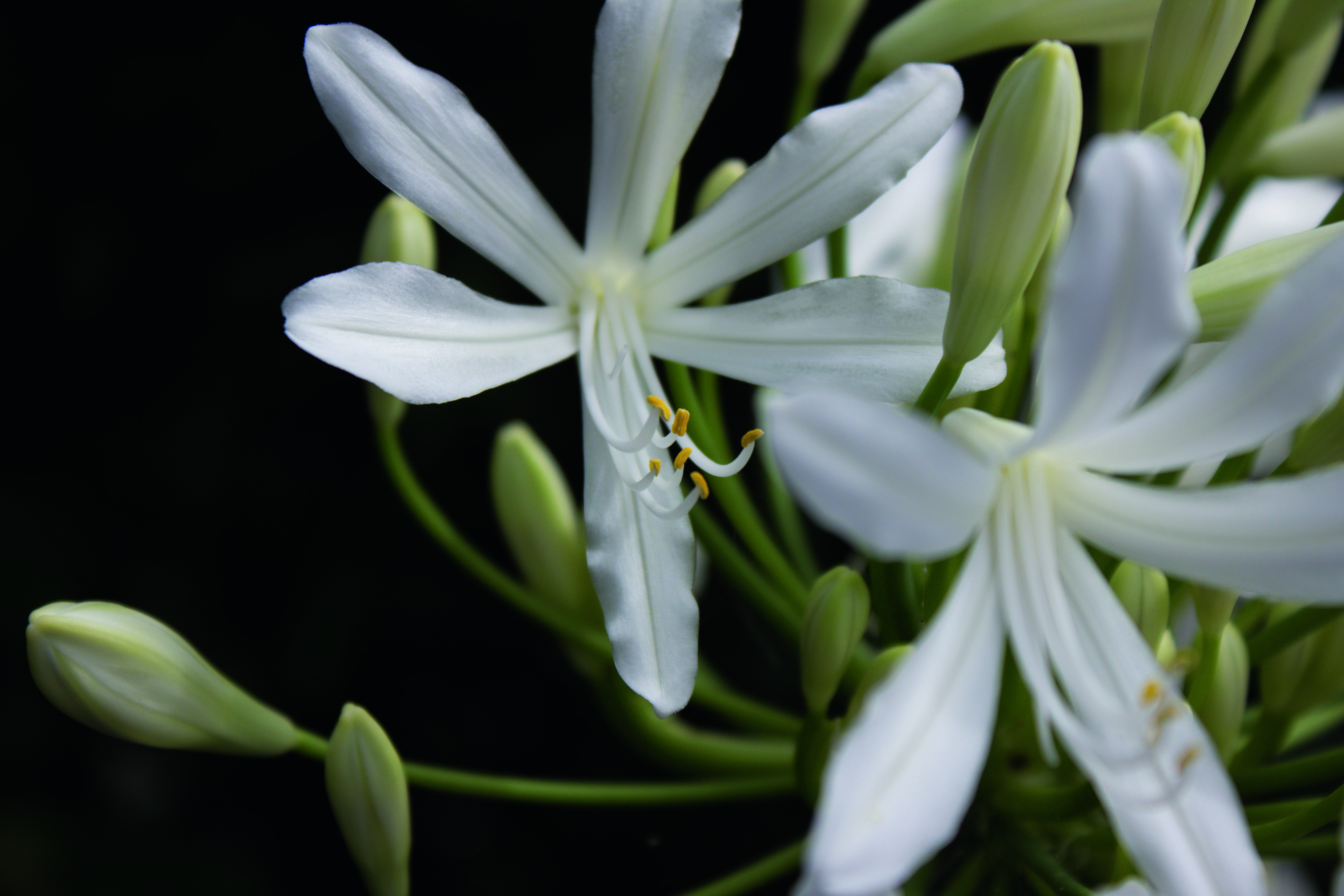 Sony A57 Review Sample Images