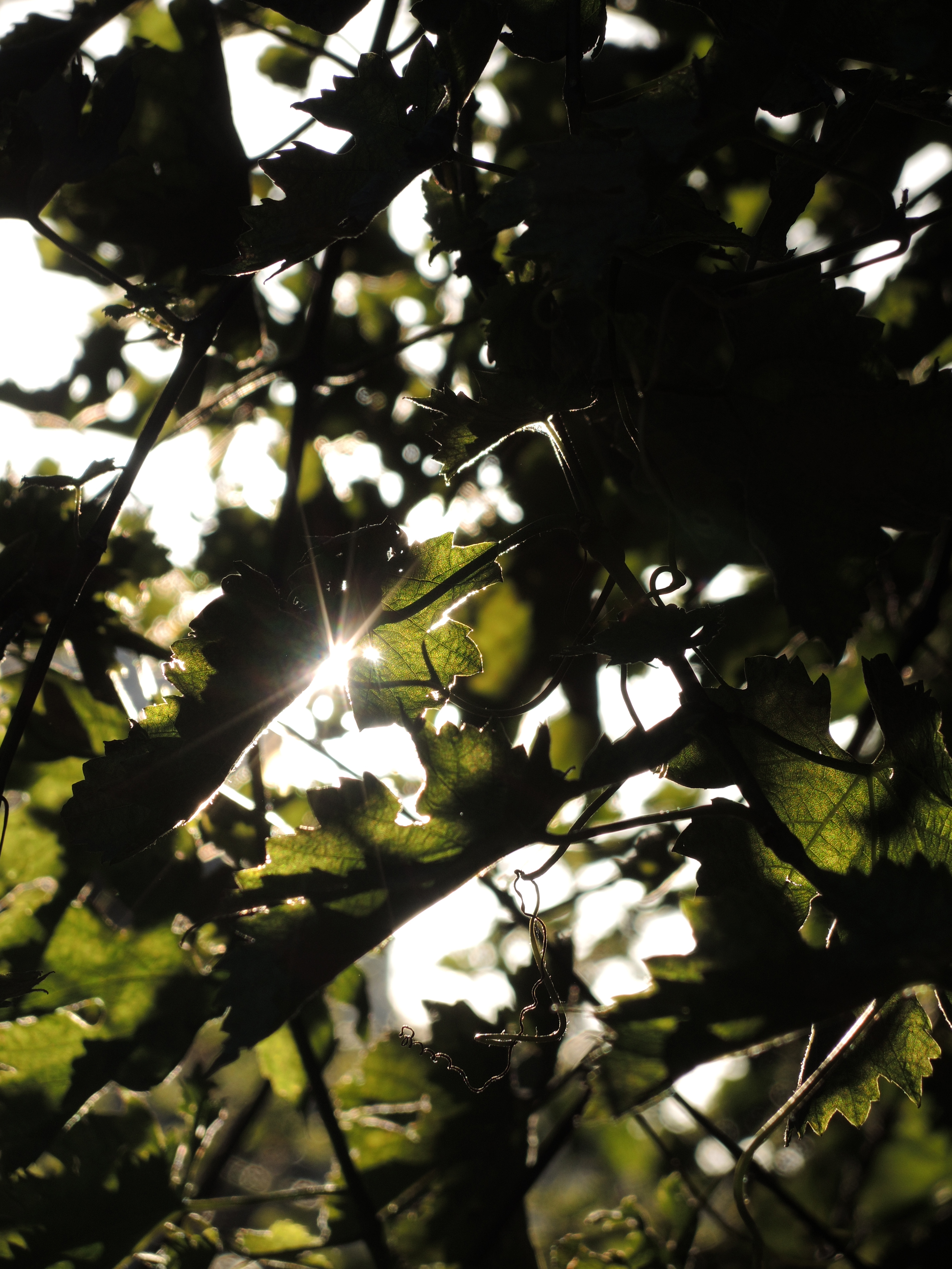 Nikon Coolpix P7700 review sample image