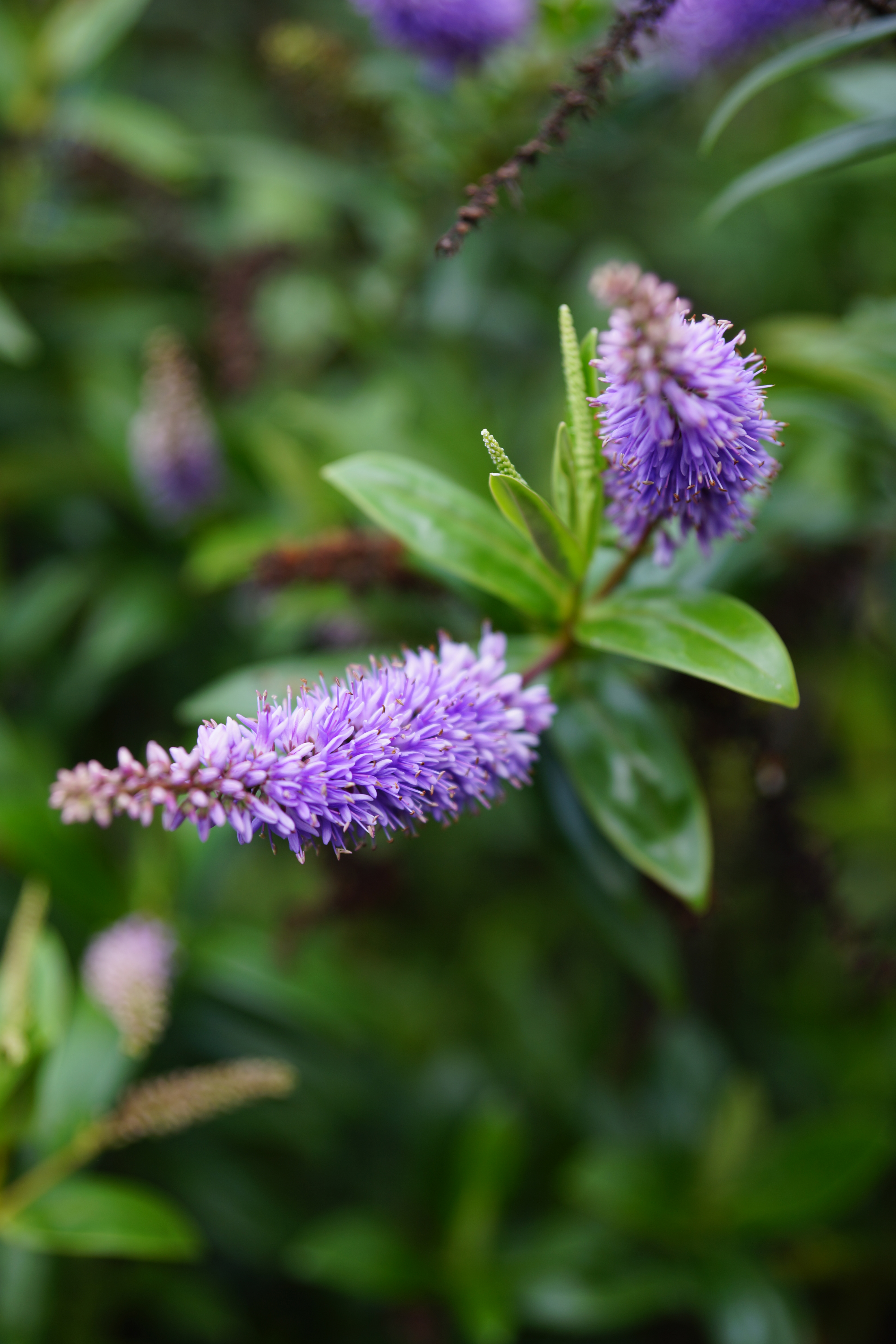 Sony a99 review sample image