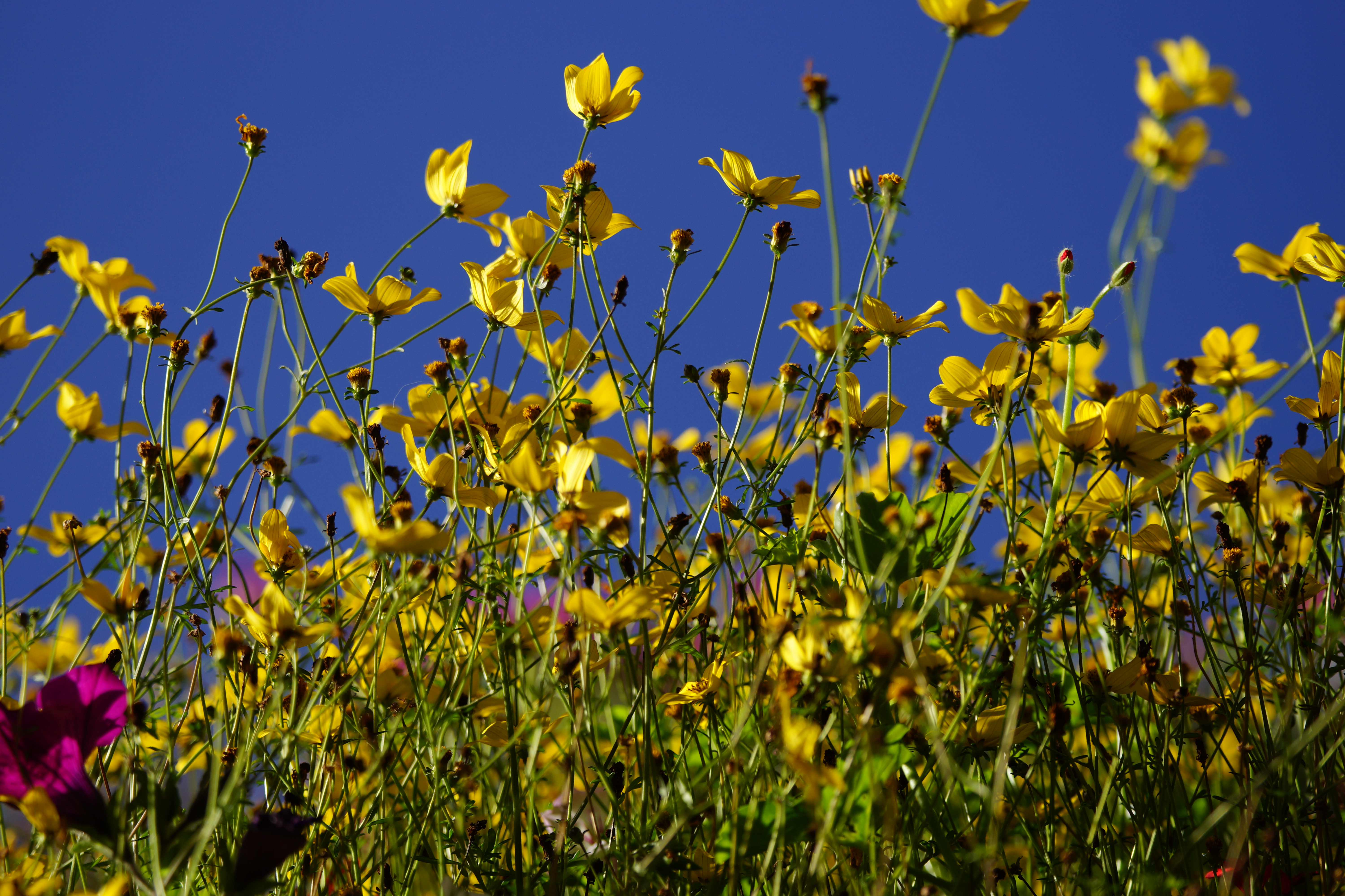 Sony Alpha 99 review sample image