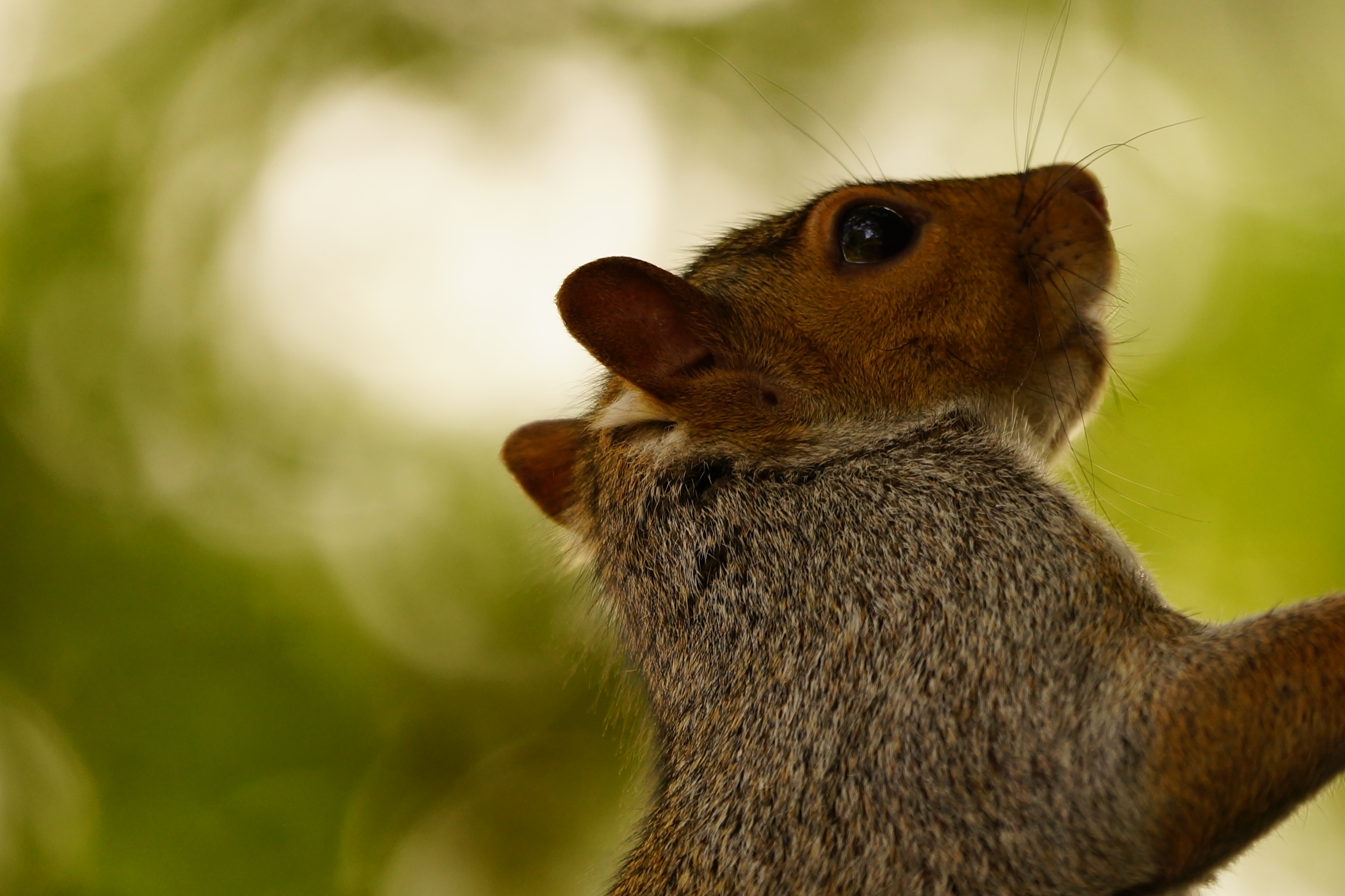 Sony Alpha 99 review sample image