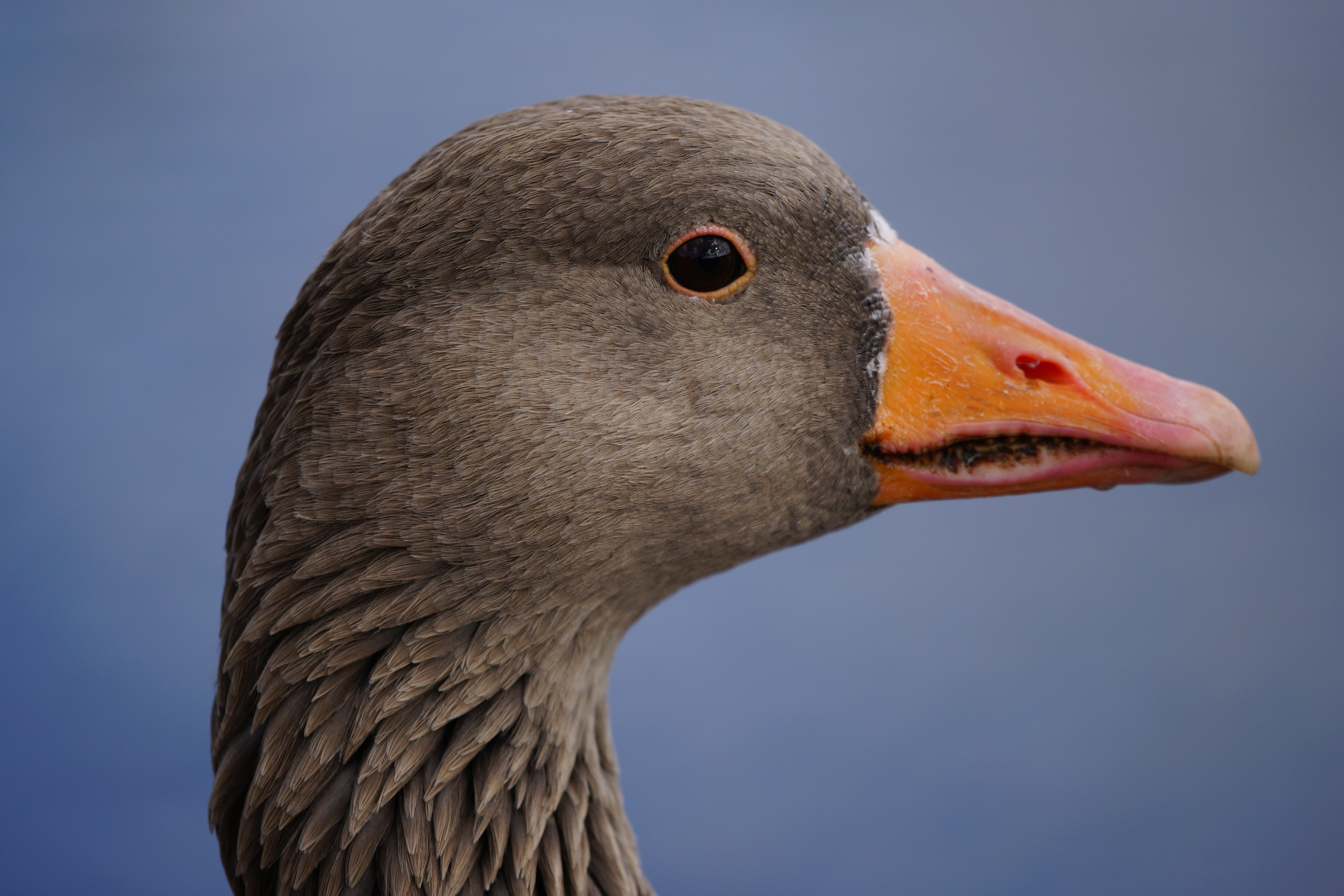 Sony Alpha 99 review sample image