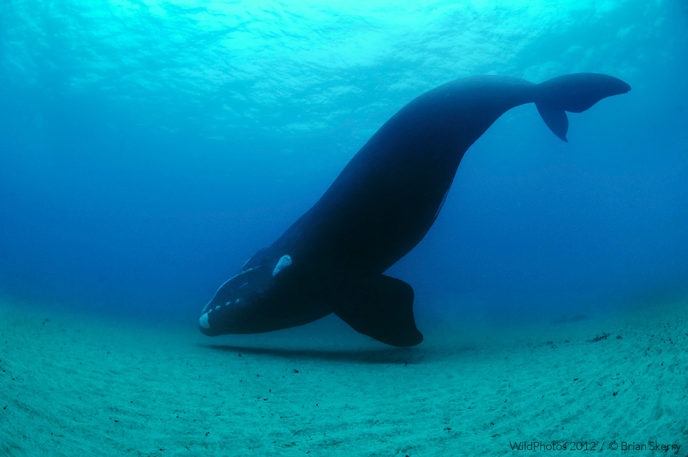 Brian Skerry
